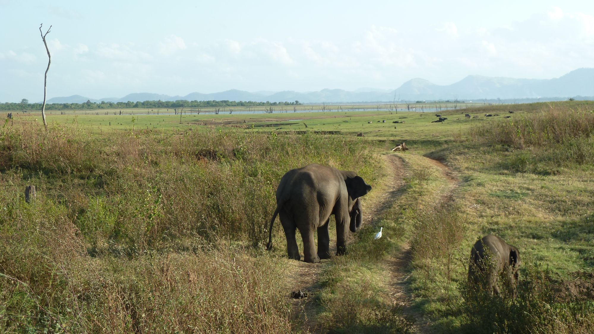 Wildes Süd-Sri Lanka ab Colombo: Uda Walawe National Park 11
