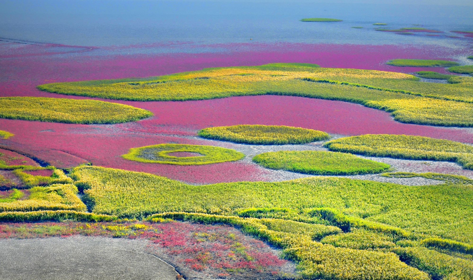 Mietwagen Rundreise «Unbekanntes Korea» ab Seoul: Colorful flowers at Suncheon Bay Wetland Reserve