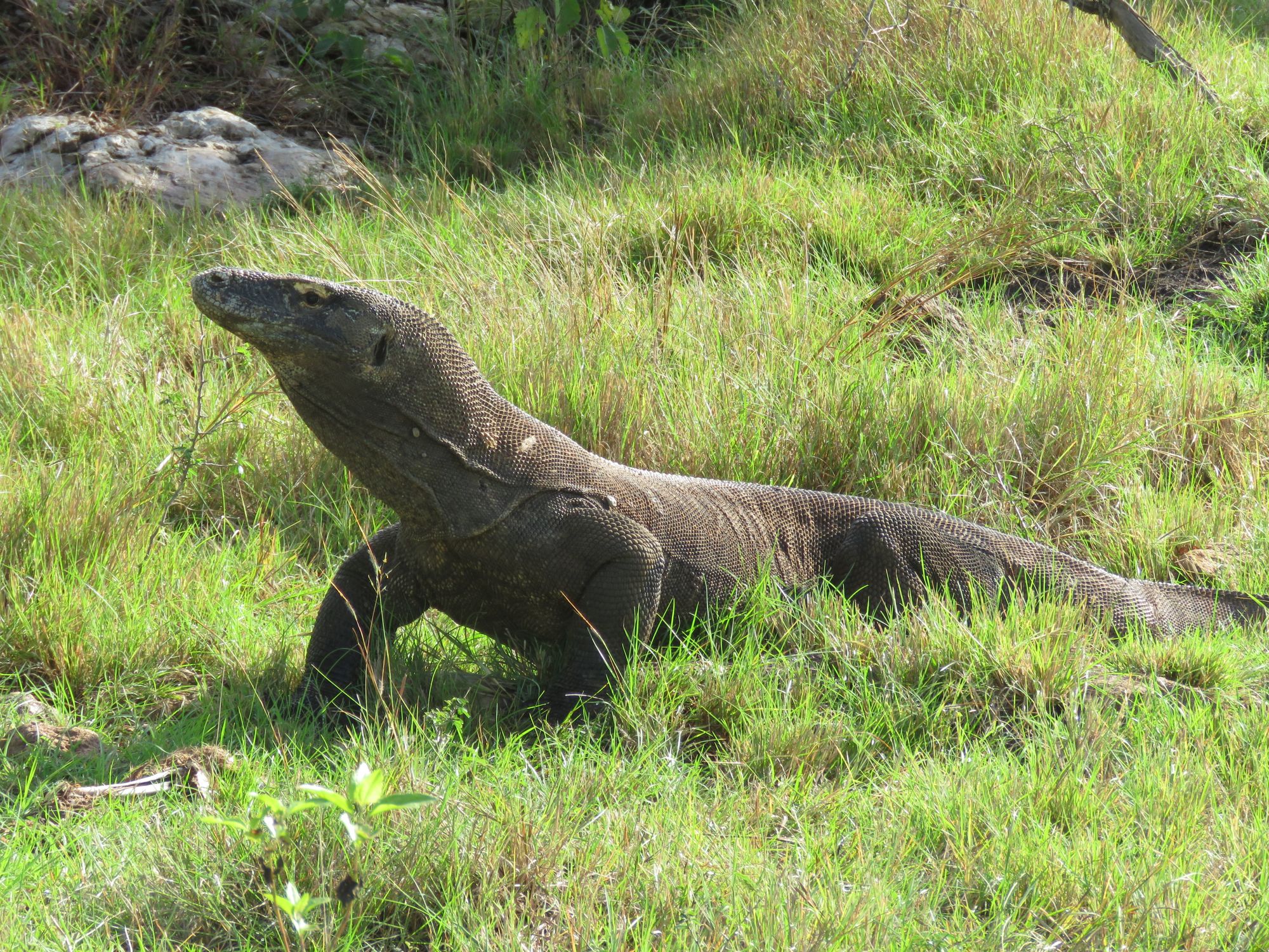 Kreuzfahrt zu den Komodo-Waranen ab Labuan Bajo: Komodo Dragon