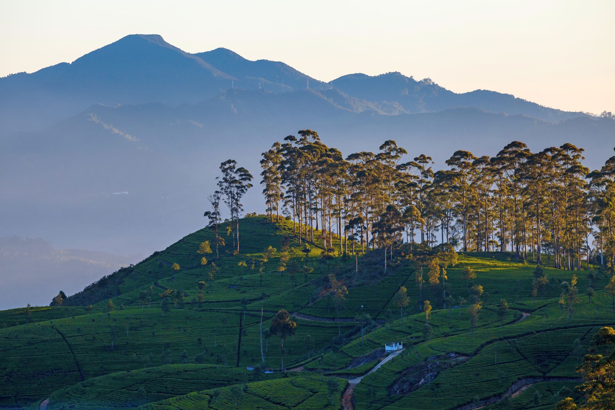 Erlebnisreiches Sri Lanka ab Colombo: Haputale - Dawn at tea plantation near Lipton's Seat