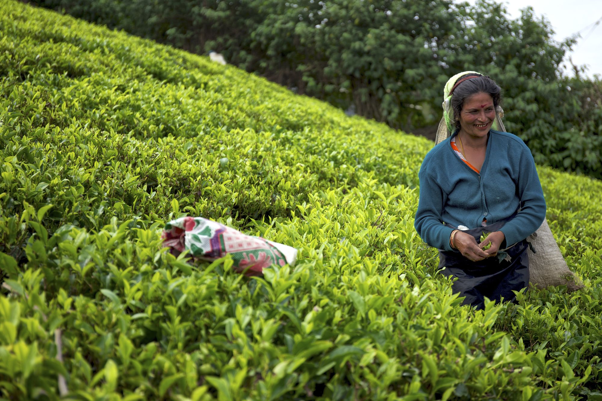 Erlebnisreiches Sri Lanka ab Colombo: Nuwara Eliya