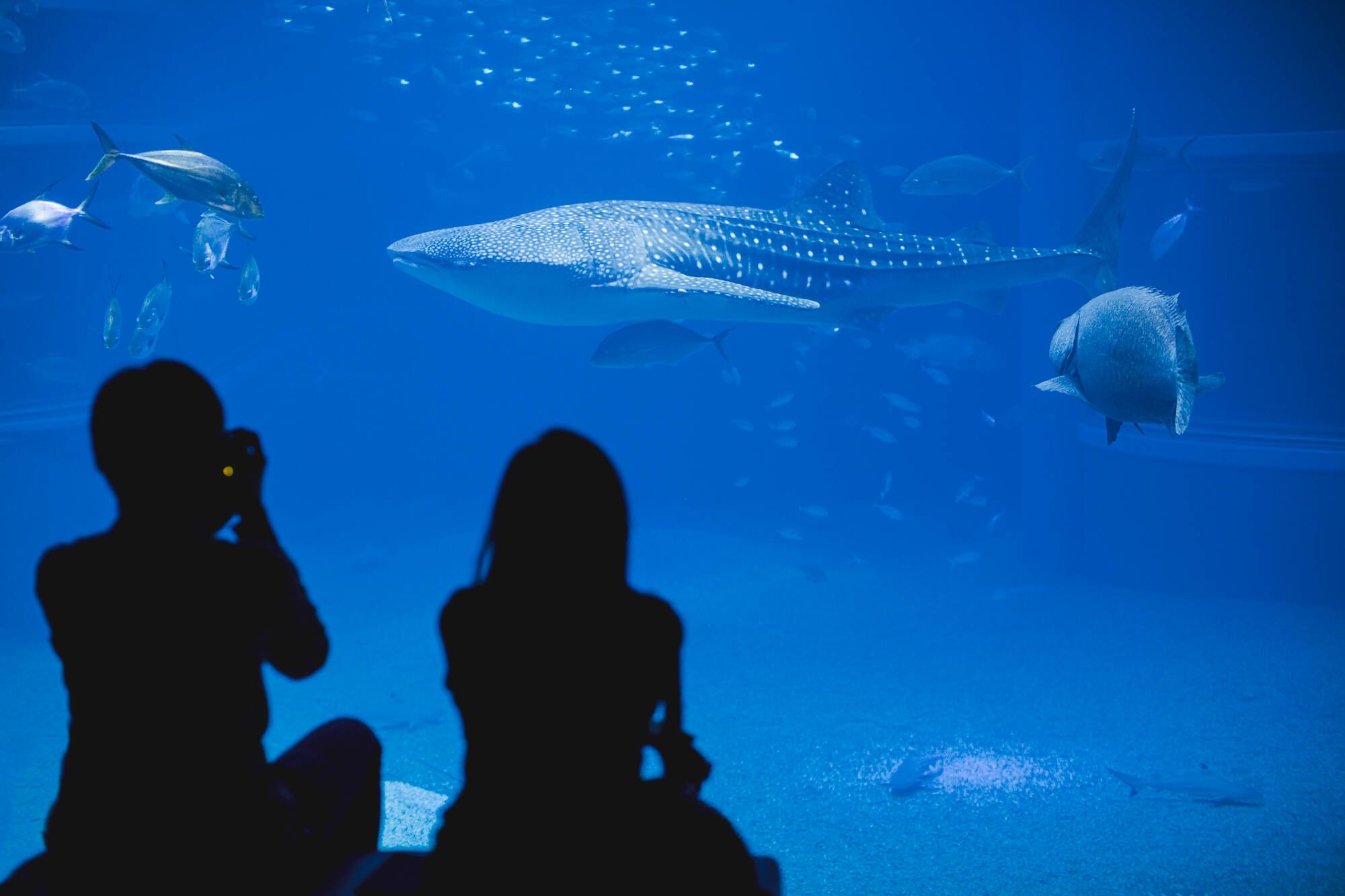 Aventure en famille au Japon de Tokyo: Couple watching underwater life in Osaka Aquarium