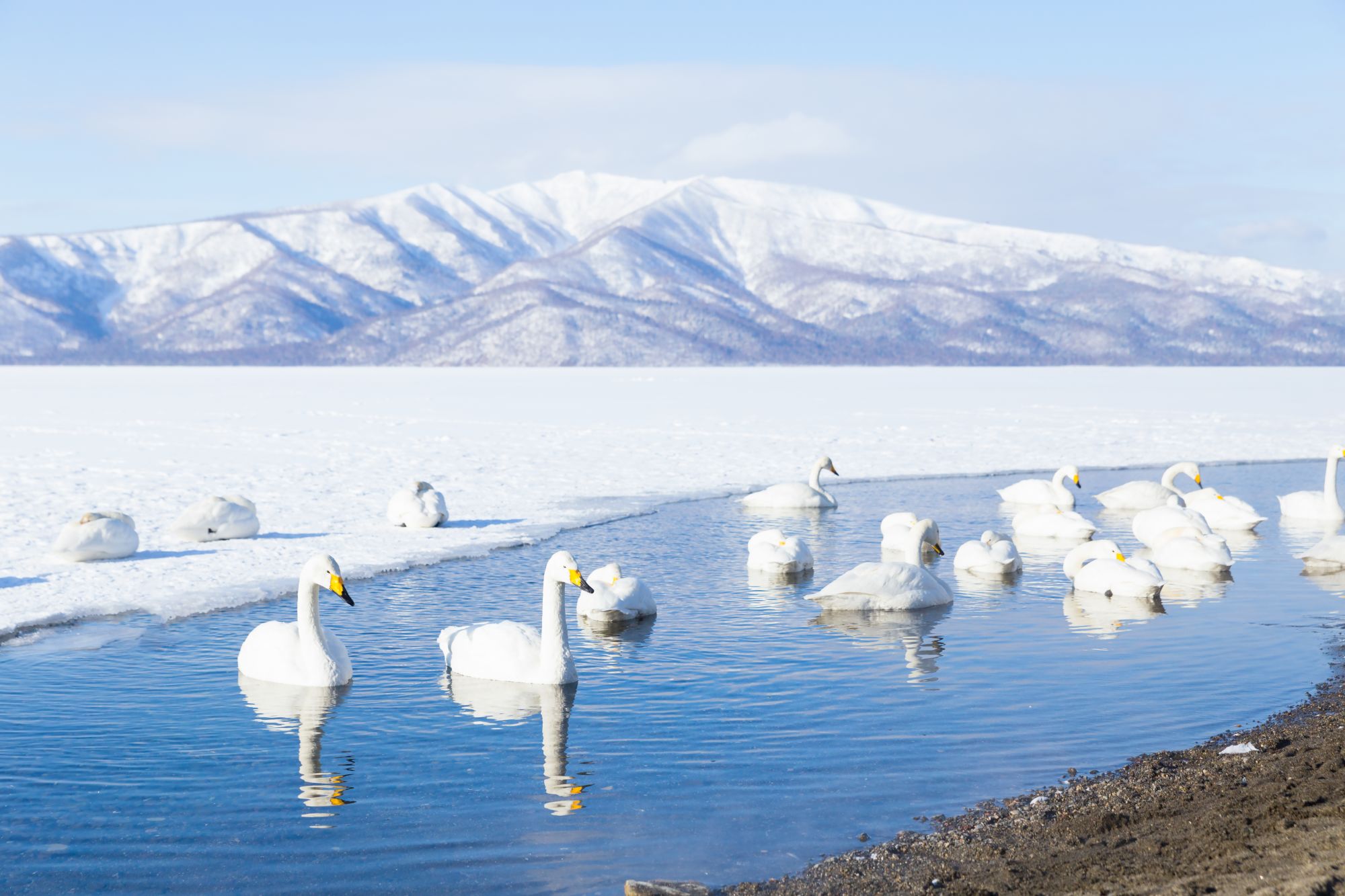 Hokkaidos Winterzauber aktiv erleben ab Kushiro: Swans swimming at frozen Lake Kussharo