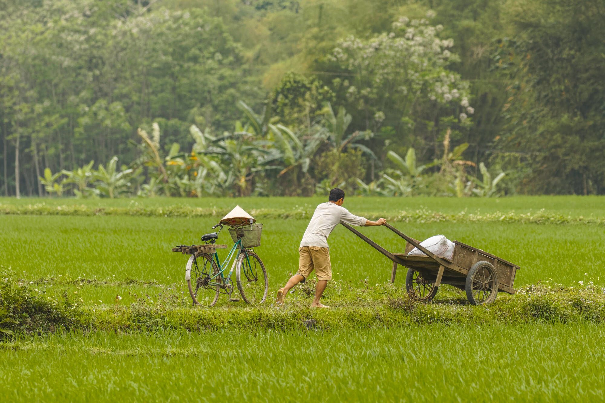 Idylle luxueuse à Mai Chau de Hanoi: Mai Chau: A man pushing a cart with a bag of rice in the fields 