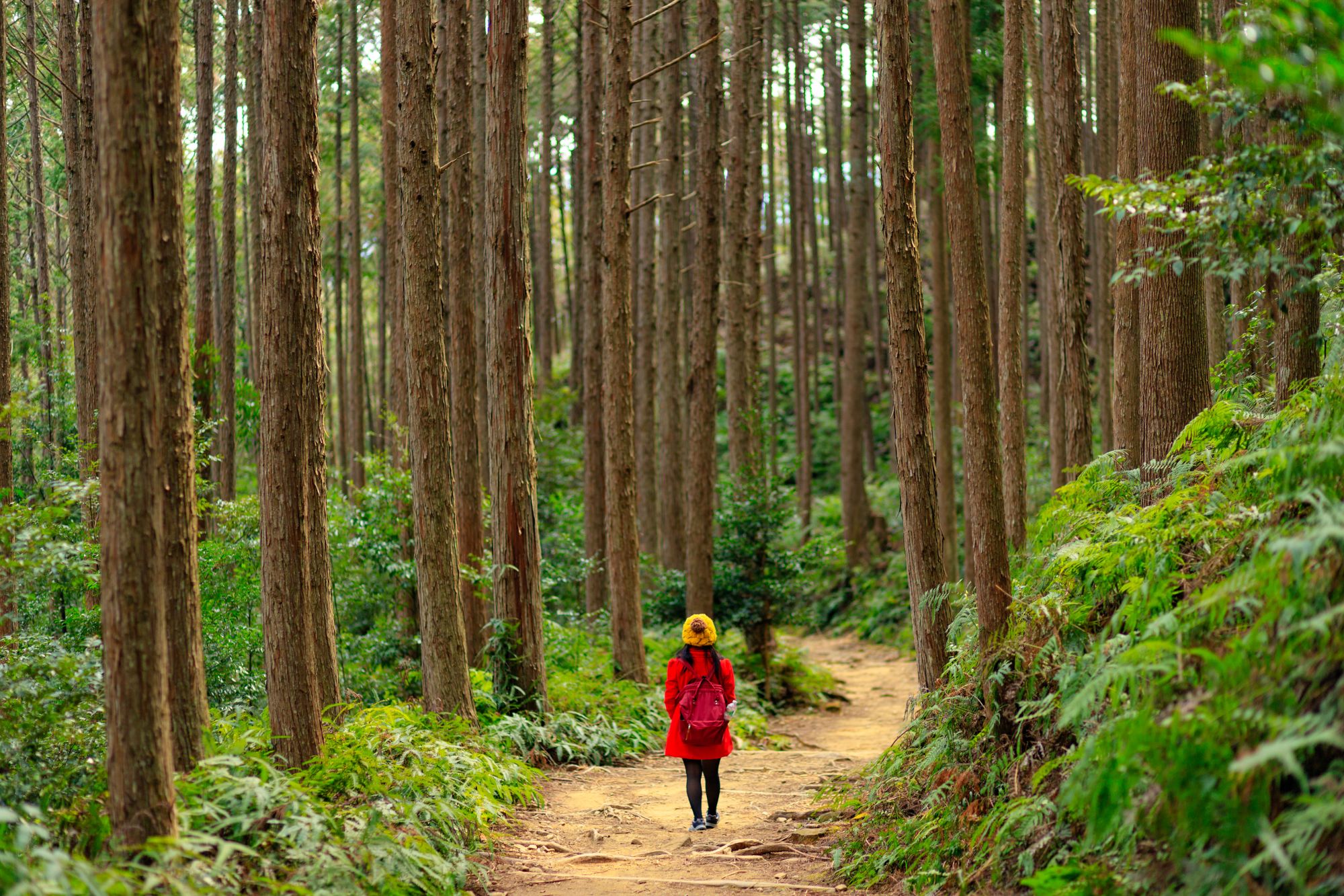 Kumano Kodo: le chemin sacré du pèlerinage au Japon de Kyoto: Woman trekking on the Kumano Kodo trail