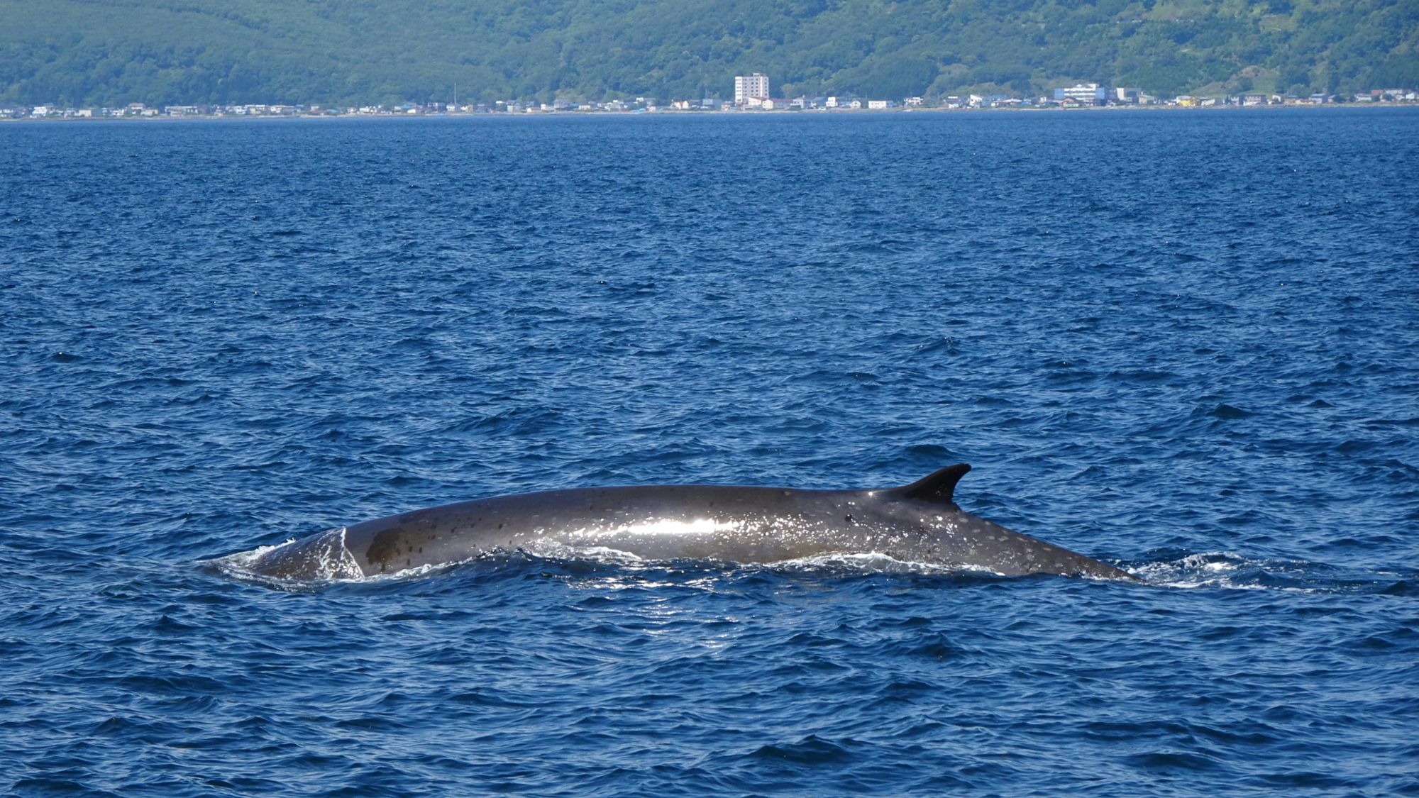 Circuit en voiture de location «Hokkaido compacte» de Sapporo: Fin whale