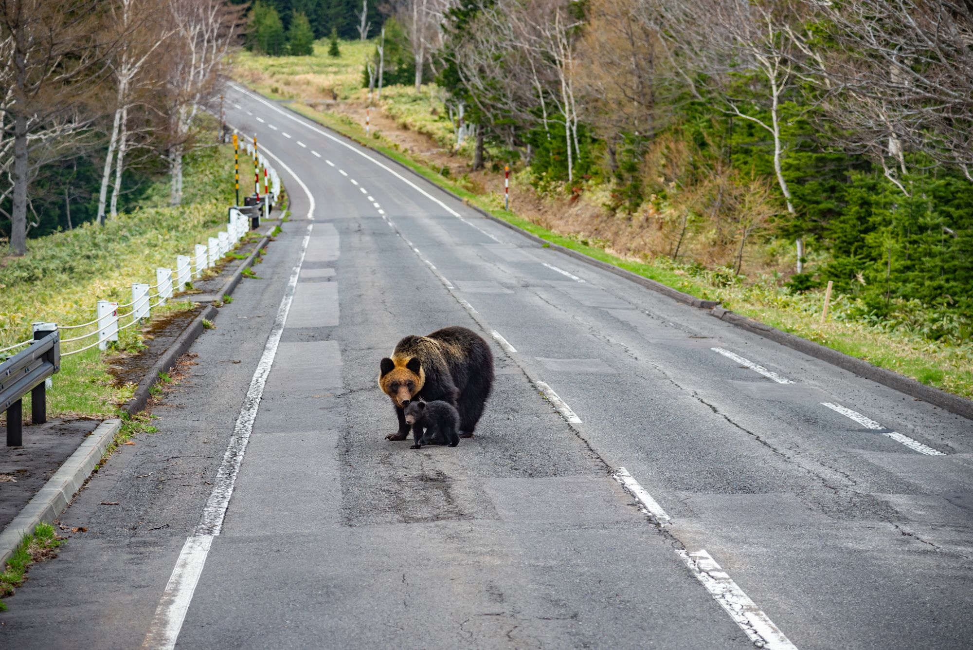Circuit en voiture de location «Hokkaido compacte» de Sapporo: Mother Brown bear with baby bear walks on the highway