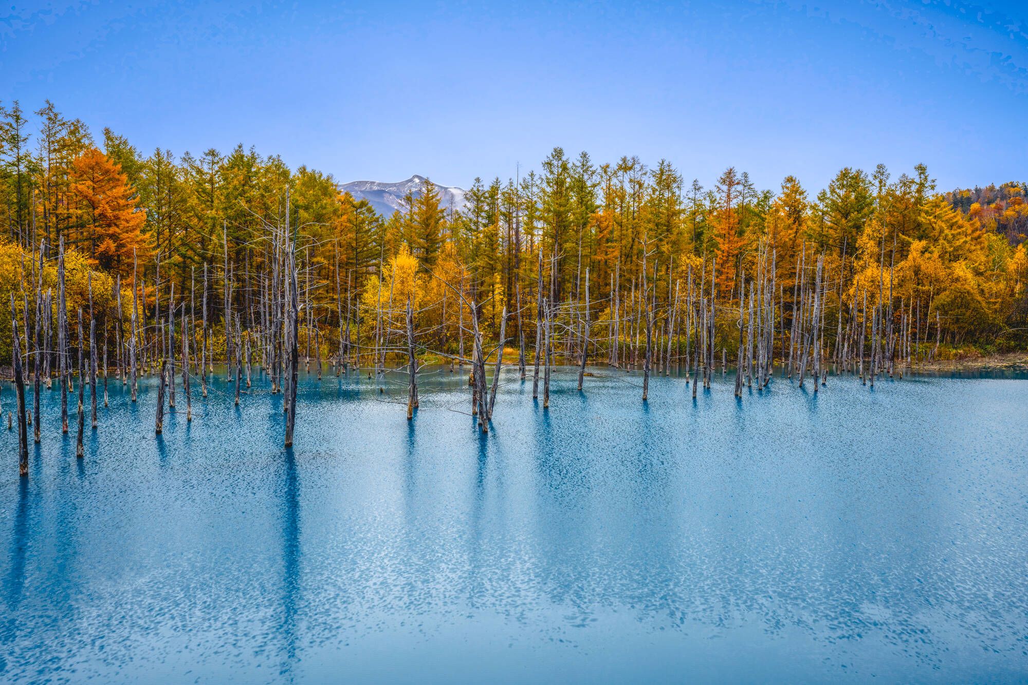 Circuit en voiture de location «Hokkaido compacte» de Sapporo: Colorful Blue pond near Biei Town