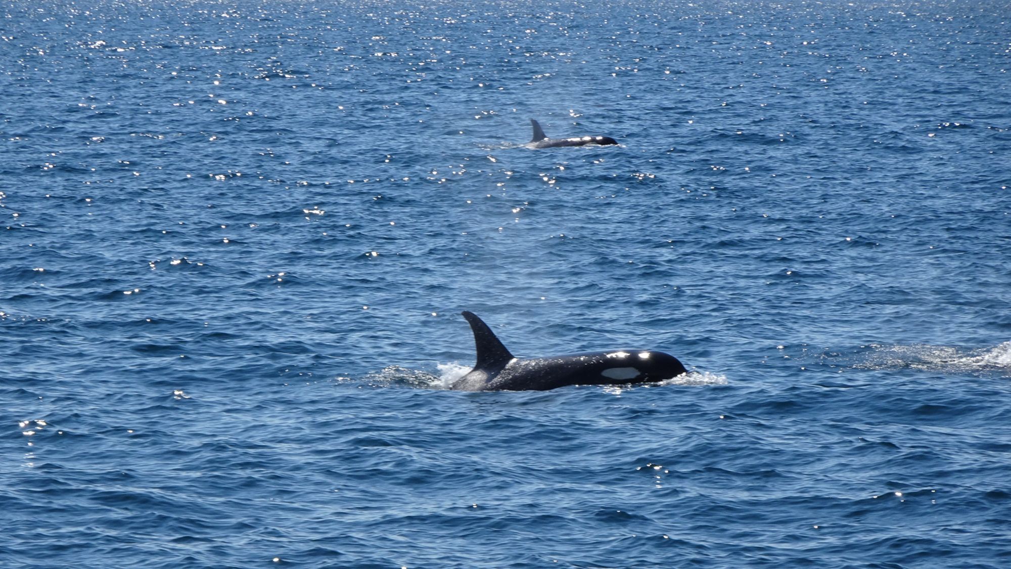 Circuit en voiture de location «Hokkaido compacte» de Sapporo: Killer whale