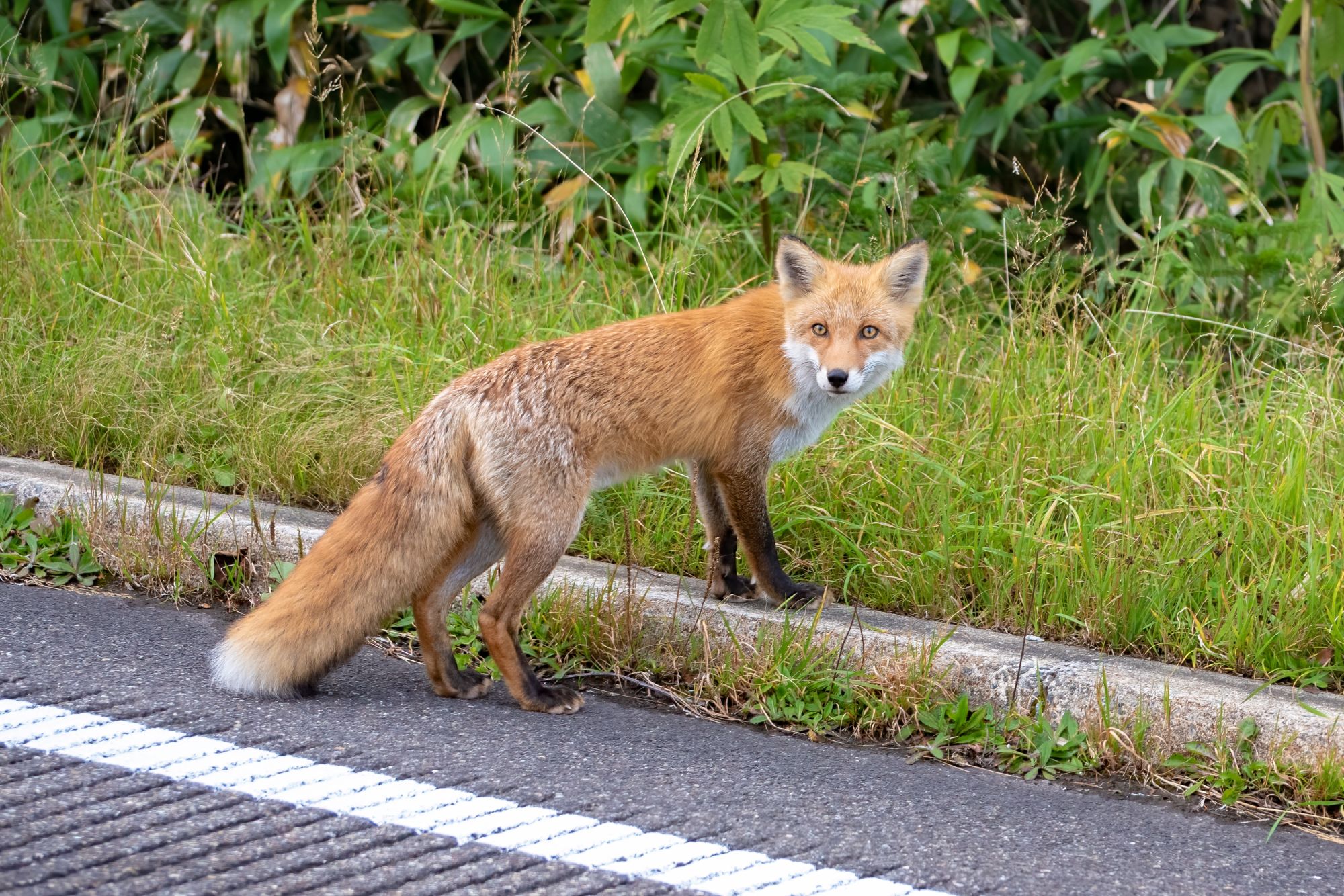 Circuit en voiture de location «Hokkaido Intensive» de Sapporo: Cute and wild Ezo Red Fox in Hokkaido