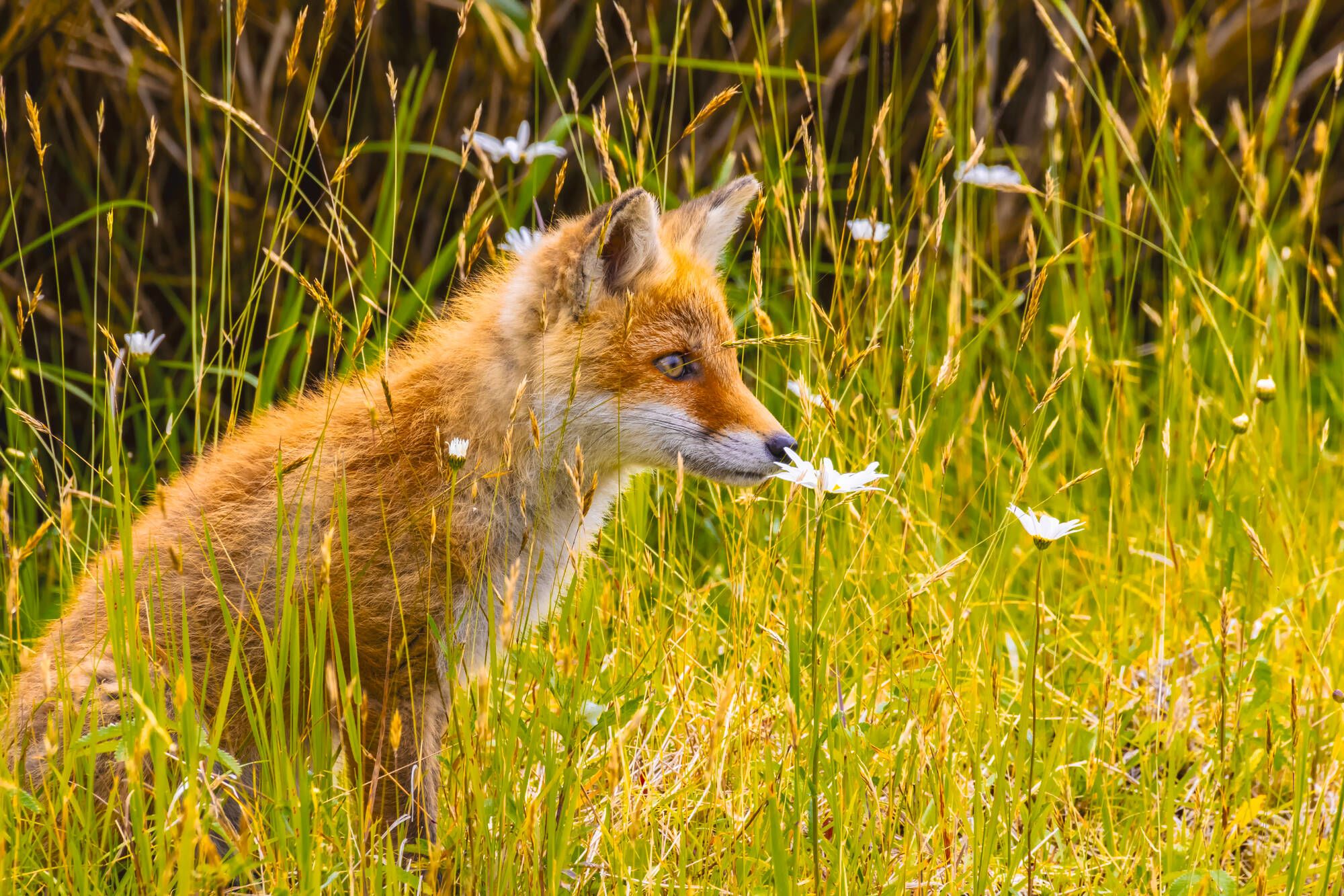 À travers le pays des Ainu de Hakodate: Young Ezo red fox