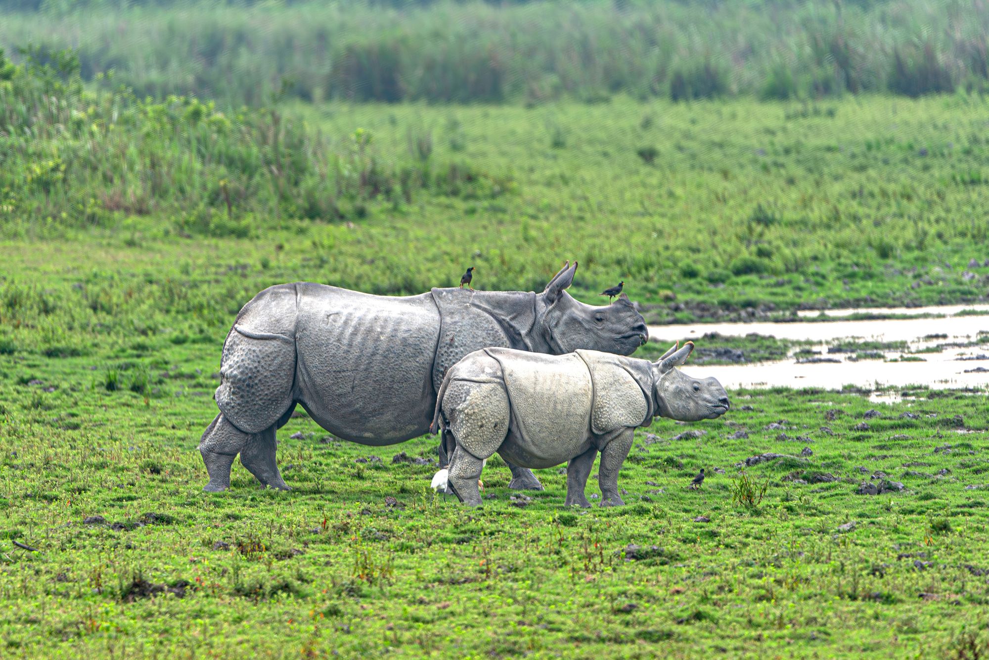 Wildes Assam ab Dibrugarh: Kaziranga National Park Rhina with his cub