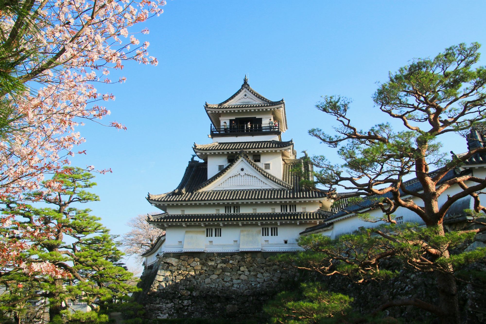 Circuits en voiture de location «Shikoku magique» de Osaka: Kochi Castle during sakura season