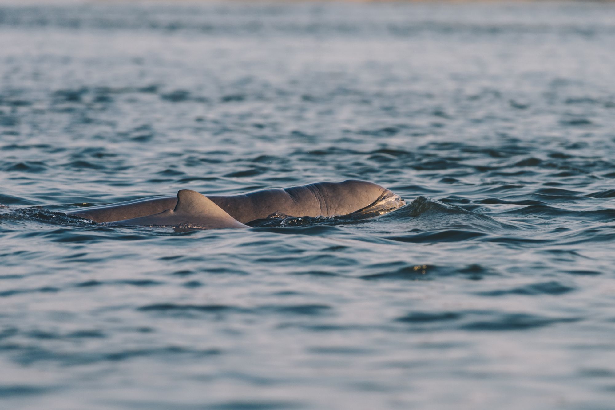 Kambodscha für Entdecker ab Siem Reap: Back of an Irrawaddy dolphin