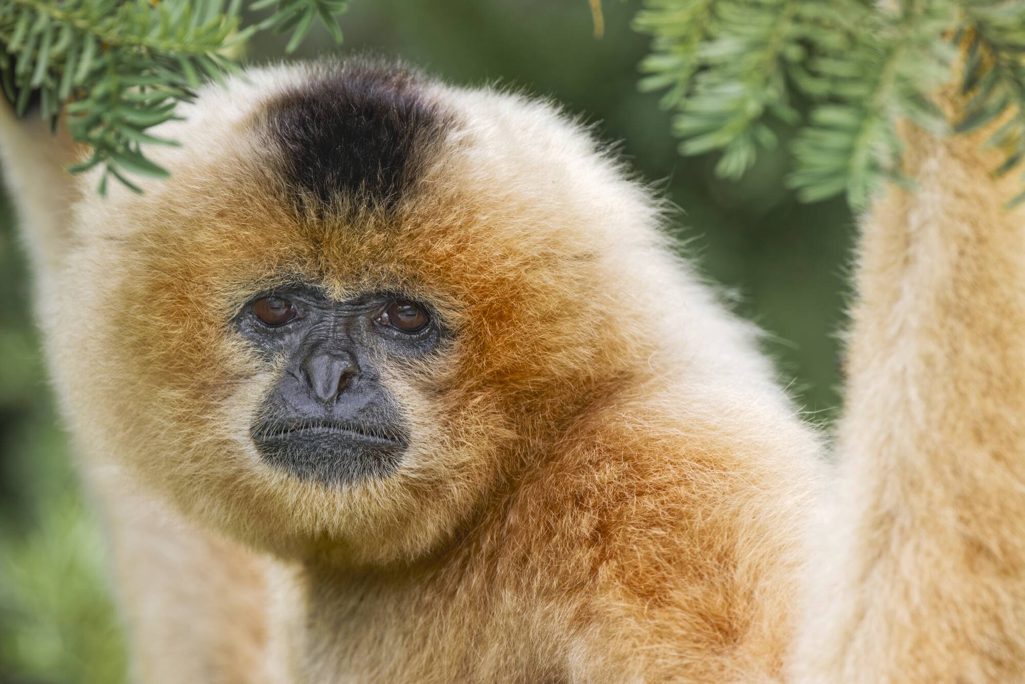 Kambodscha für Entdecker ab Siem Reap: Buff-cheeked Gibbon