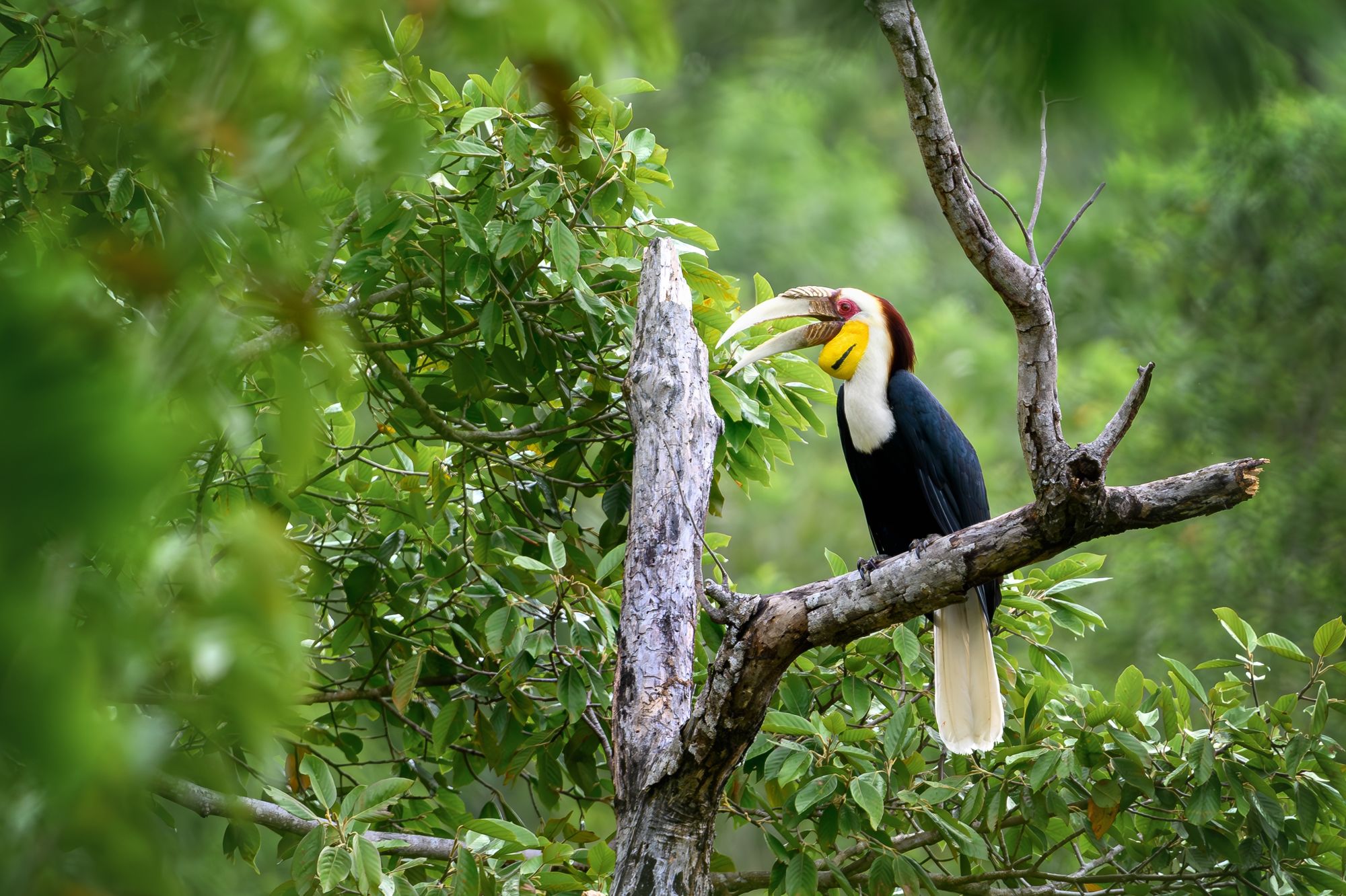 Kambodscha für Entdecker ab Siem Reap: Male wreath hornbill
