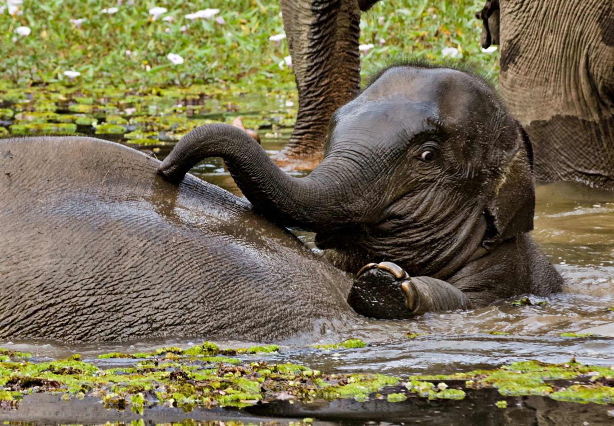 Im Reich der Elefanten ab Luang Prabang: Elephant baby bath time