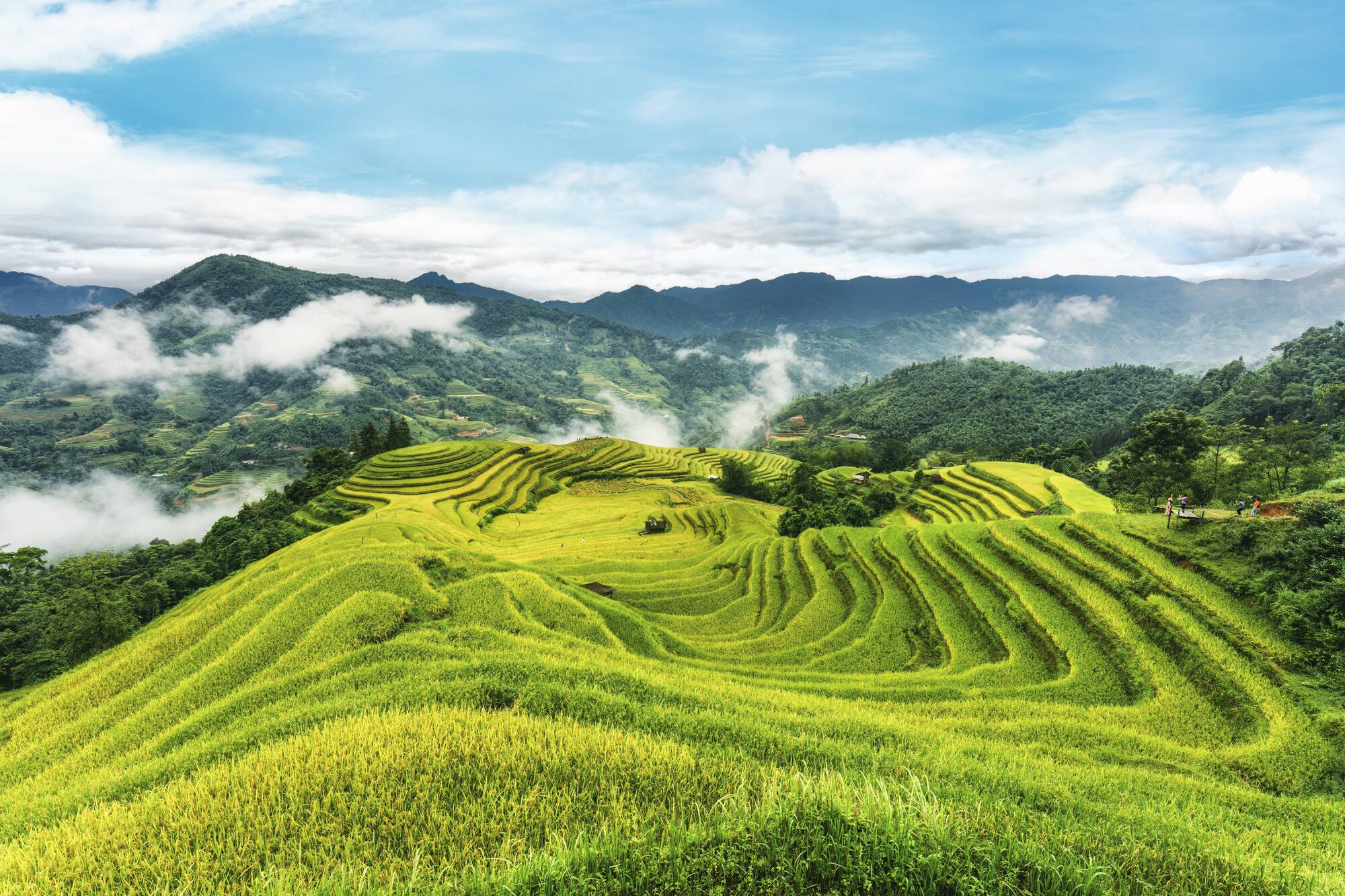 Nord Vietnam sauvage de Hanoi: Beautiful view of lush green rice field terraces in Hoang Su Phi