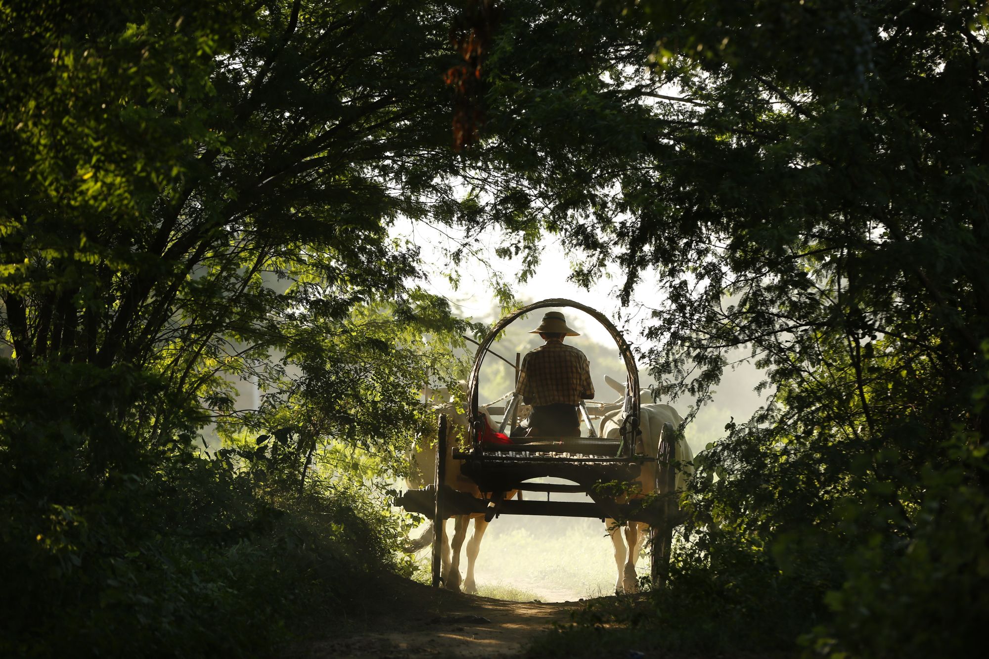 Kambodscha für Entdecker ab Siem Reap: Ox carts in the countryside