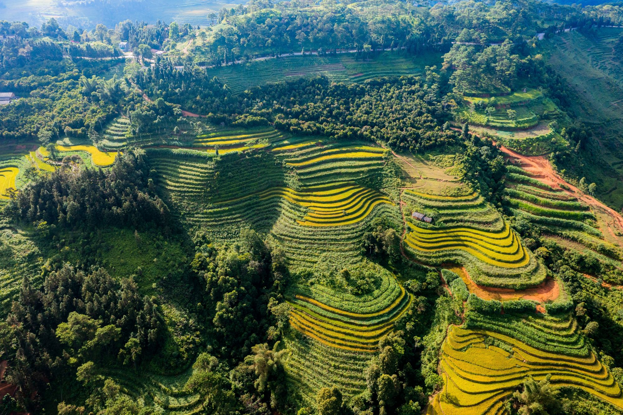 Nord Vietnam sauvage de Hanoi: Ripe rice season on National Highway 4