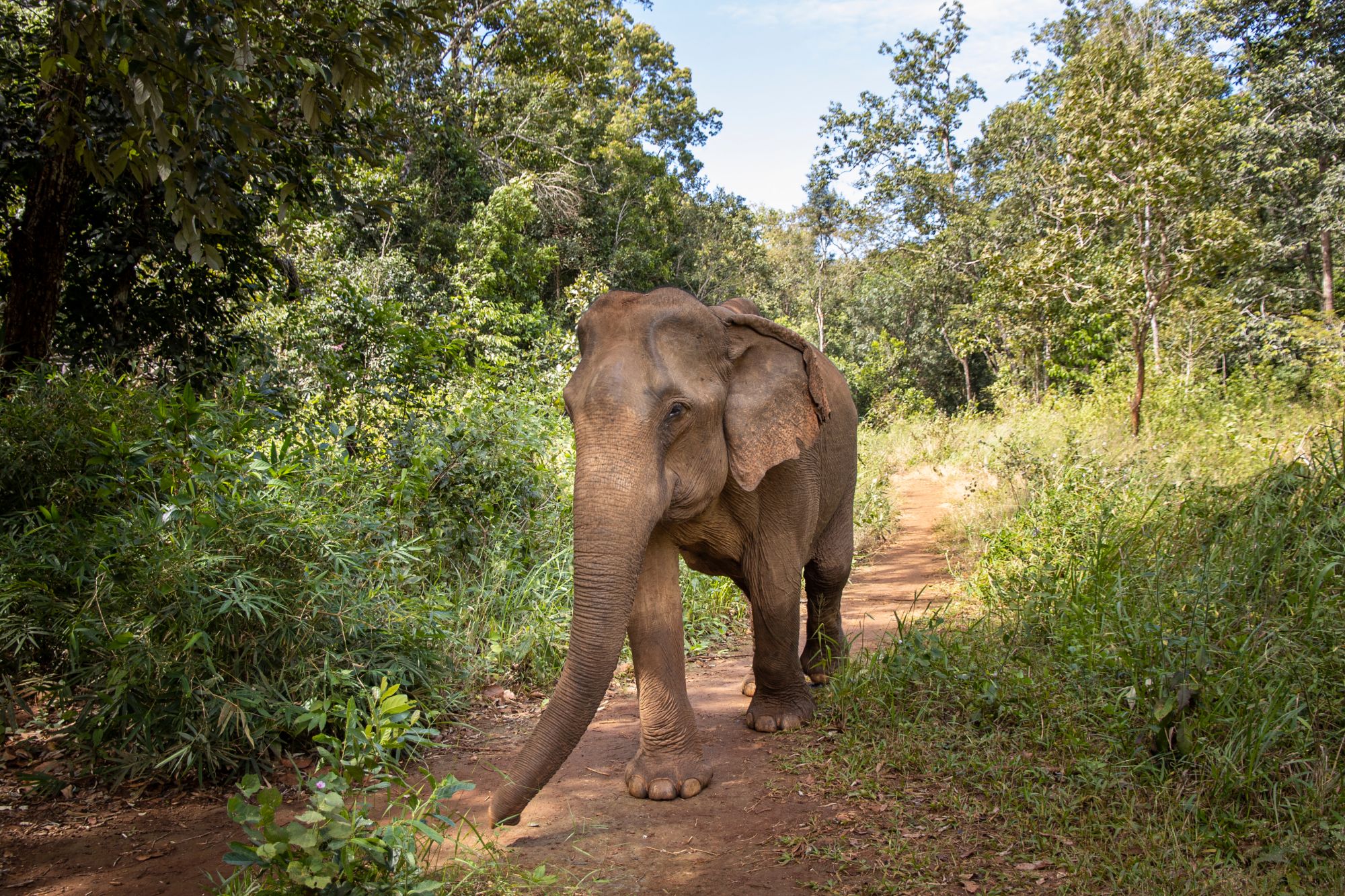 Kambodscha für Entdecker ab Siem Reap: Elephant walling freely on the forest in Mondulkiri