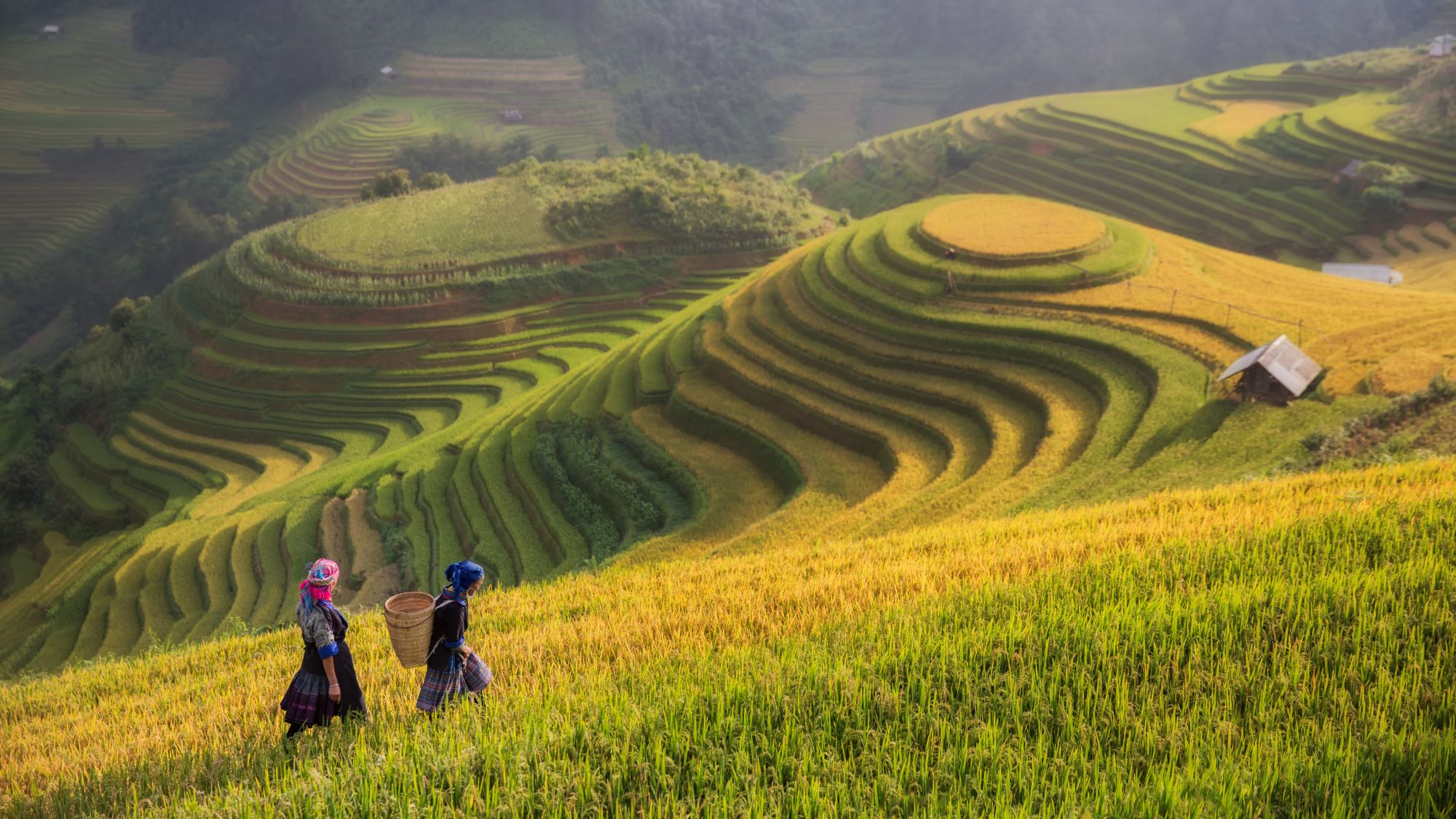 Durchs Reich der Bergvölker ab Hanoi: Rice Fields at Mu Cang Chai