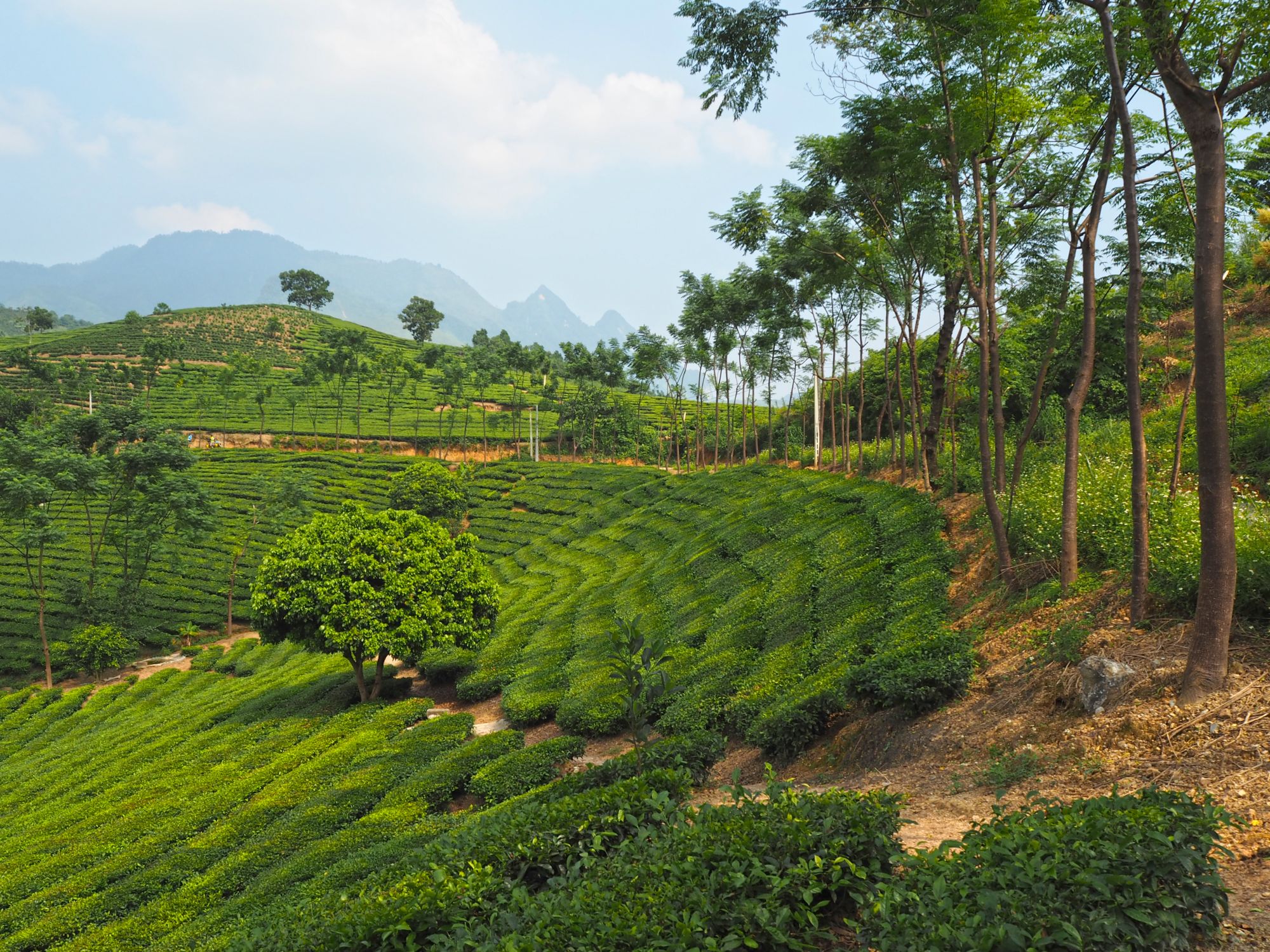 Durchs Reich der Bergvölker ab Hanoi: Tea plantation in Nghia Lo
