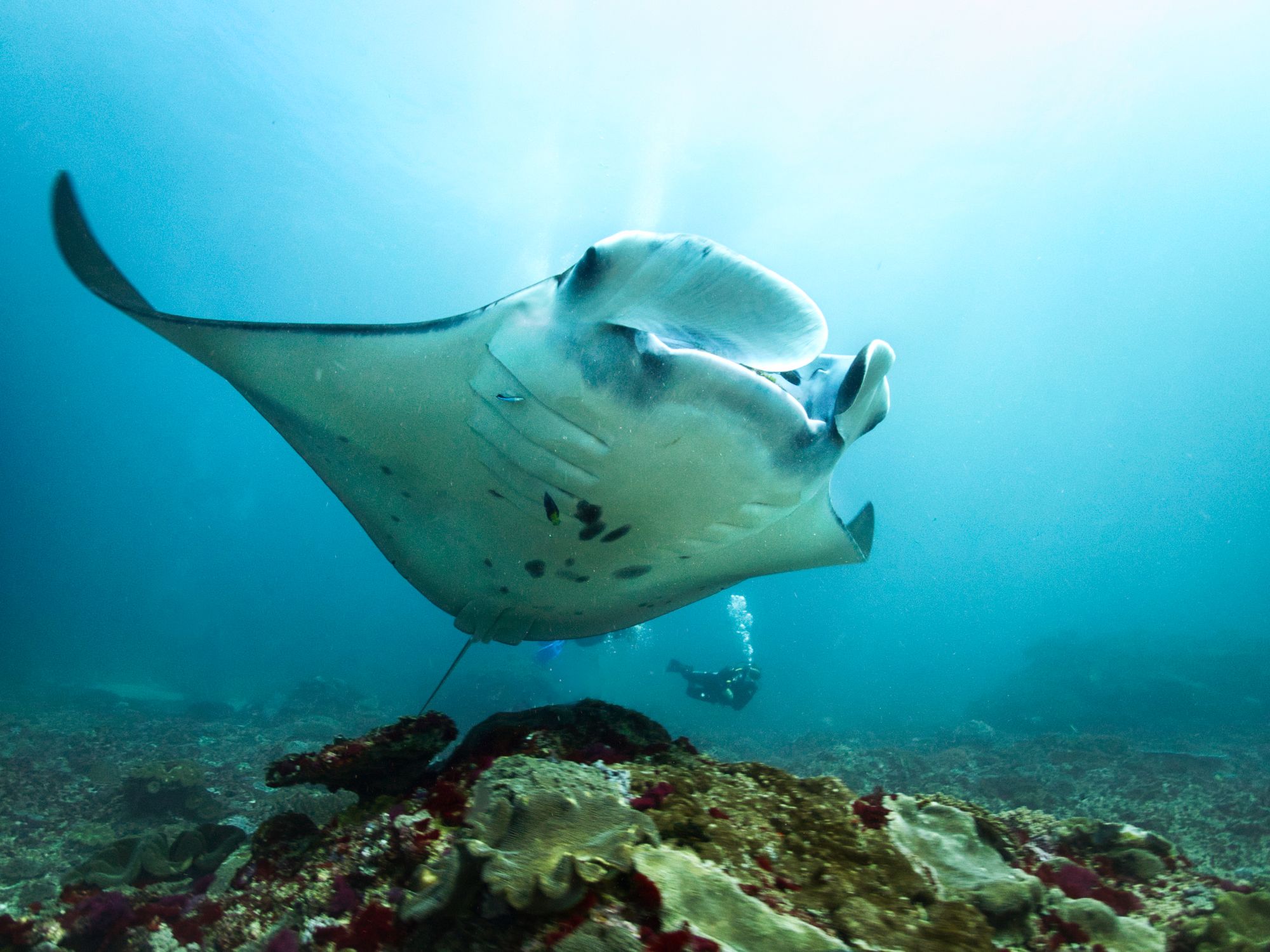 Siddhartha Oceanfront Resort & Spa à Ouest de Bali: Diving | Manta Ray