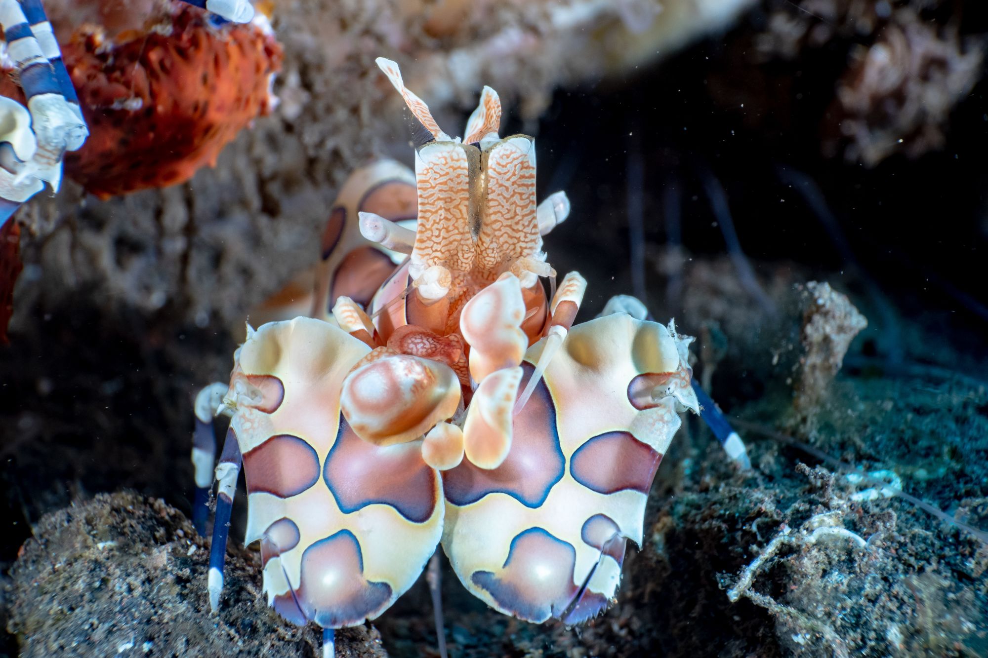 Siddhartha Oceanfront Resort & Spa à Ouest de Bali: Diving | Harlequin Shrimp