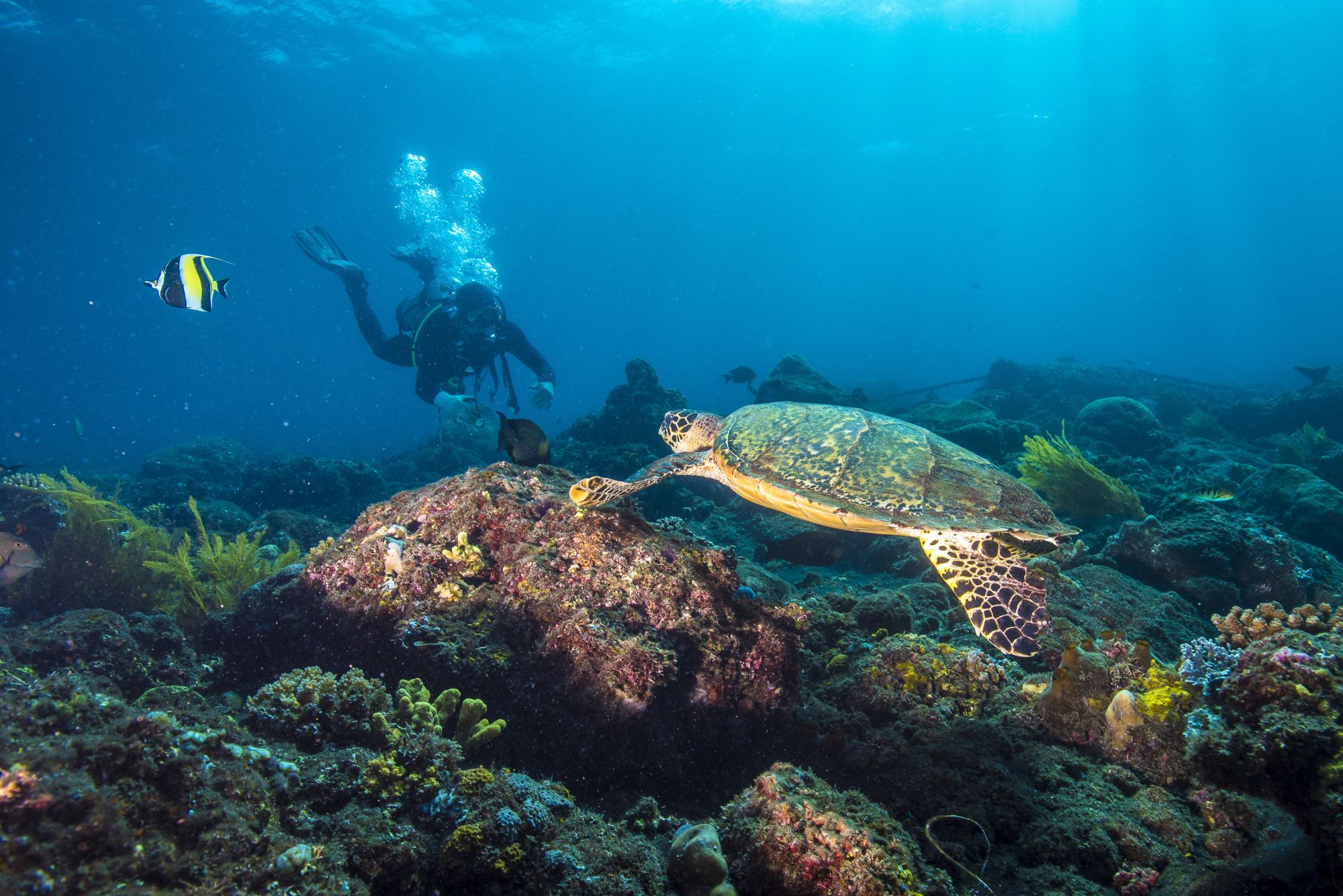 Siddhartha Oceanfront Resort & Spa à Ouest de Bali: Diving