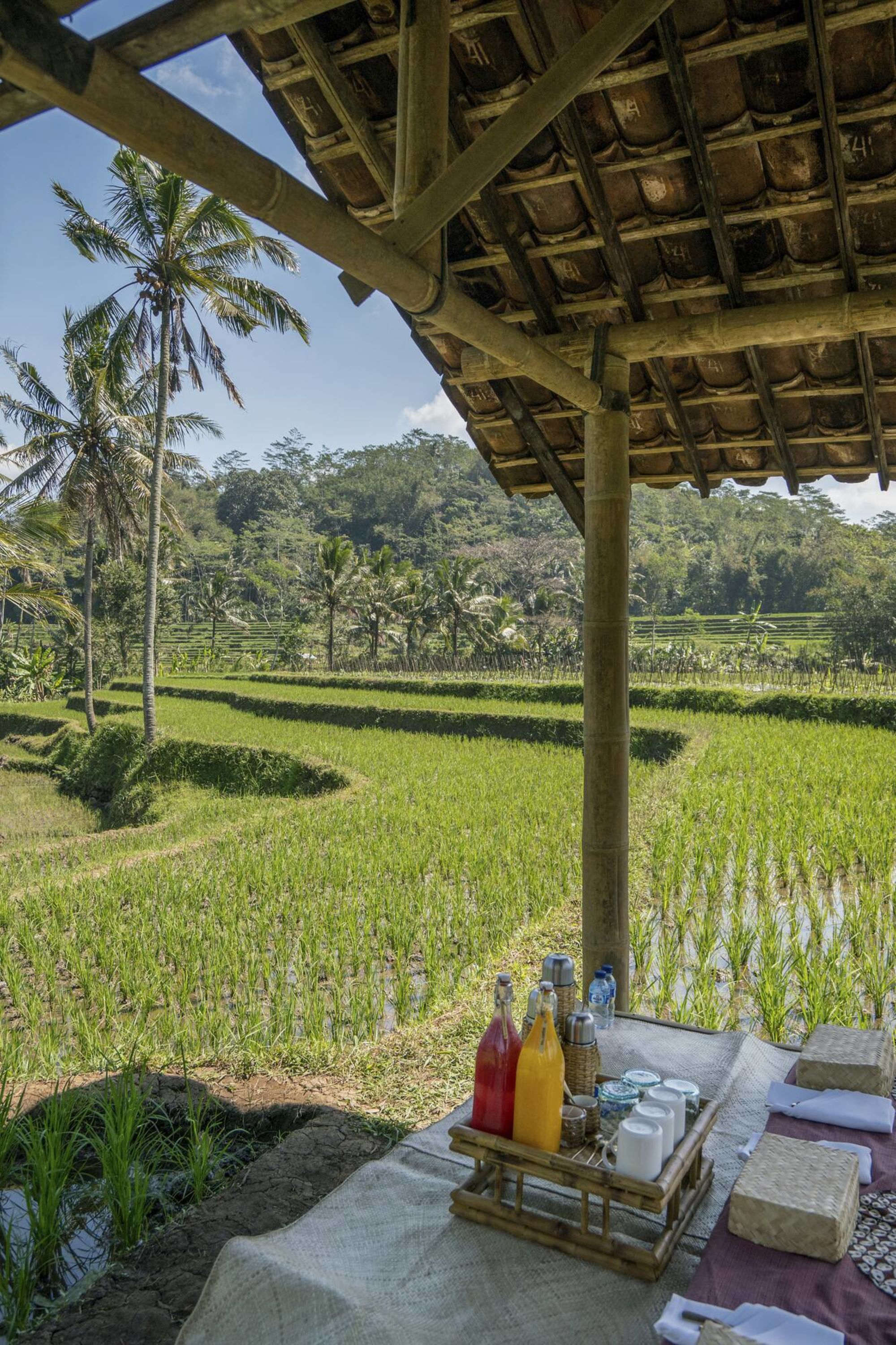 Amanjiwo in Yogyakarta:  Picnic in the Rice Fields