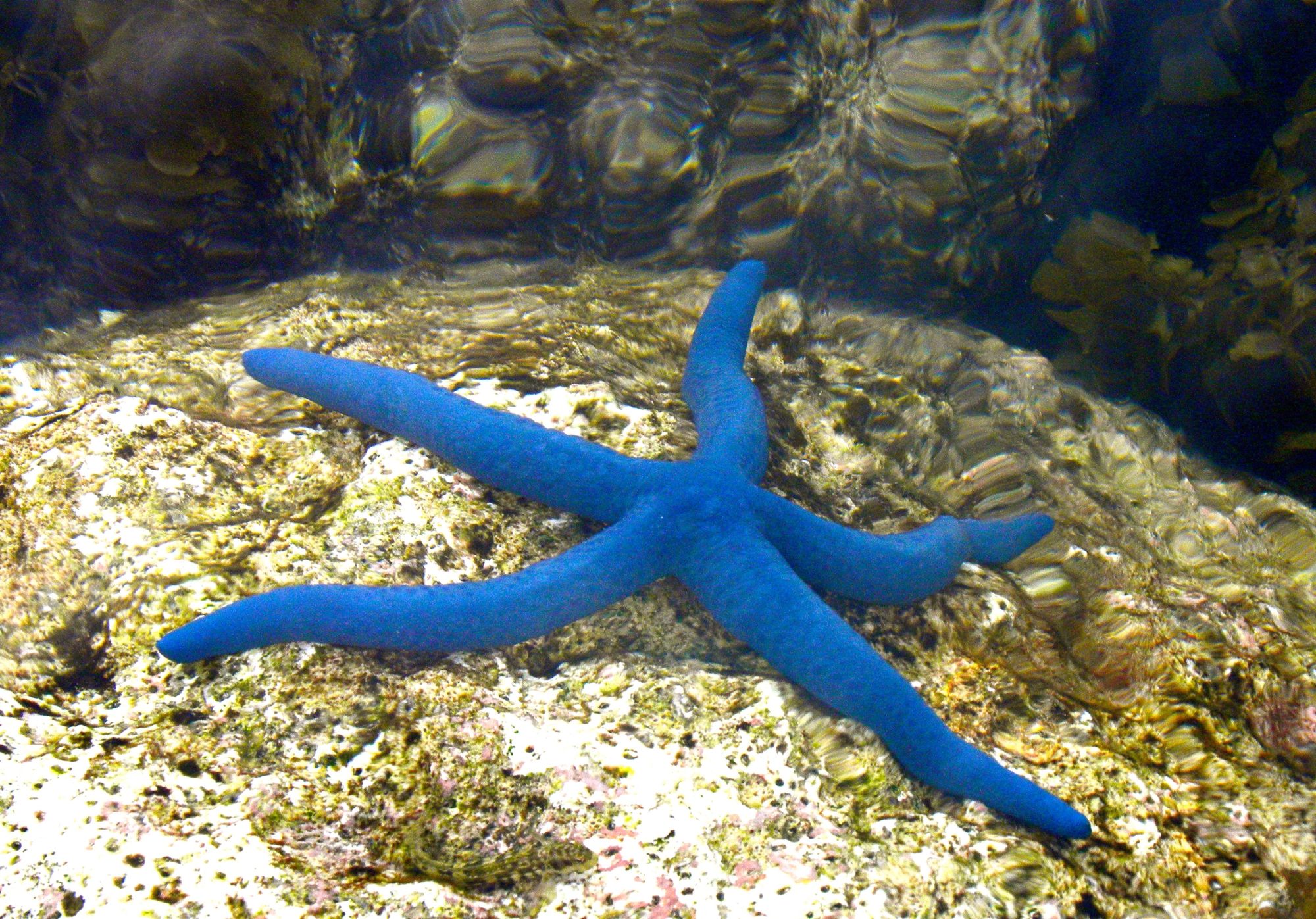 Kura Kura Resort in Karimunjawa: Diving at Kura Kura Resort
