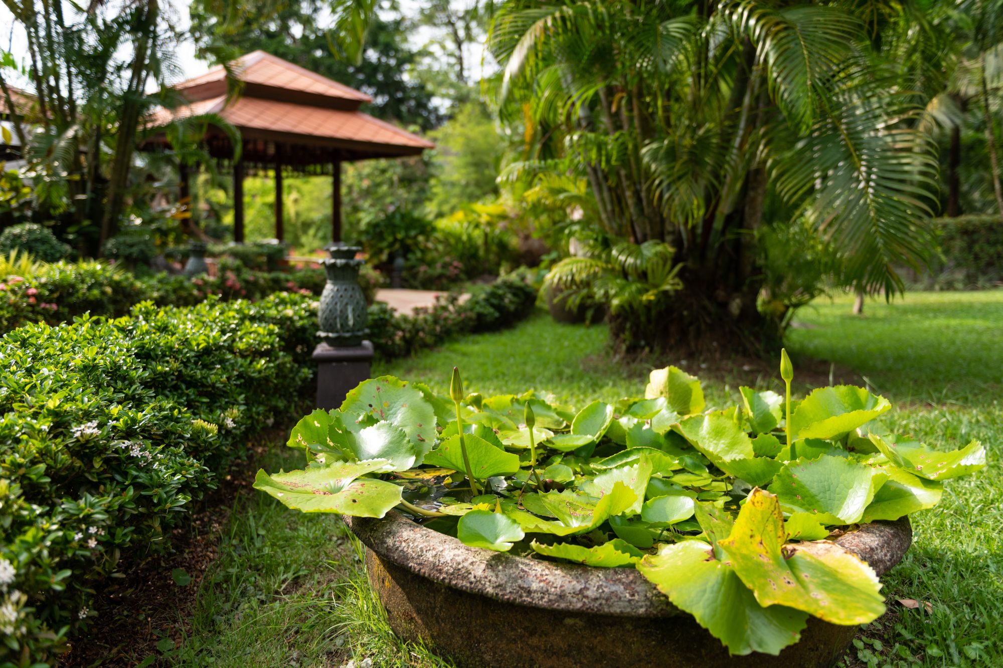 Khao Lak Bayfront Resort: garden