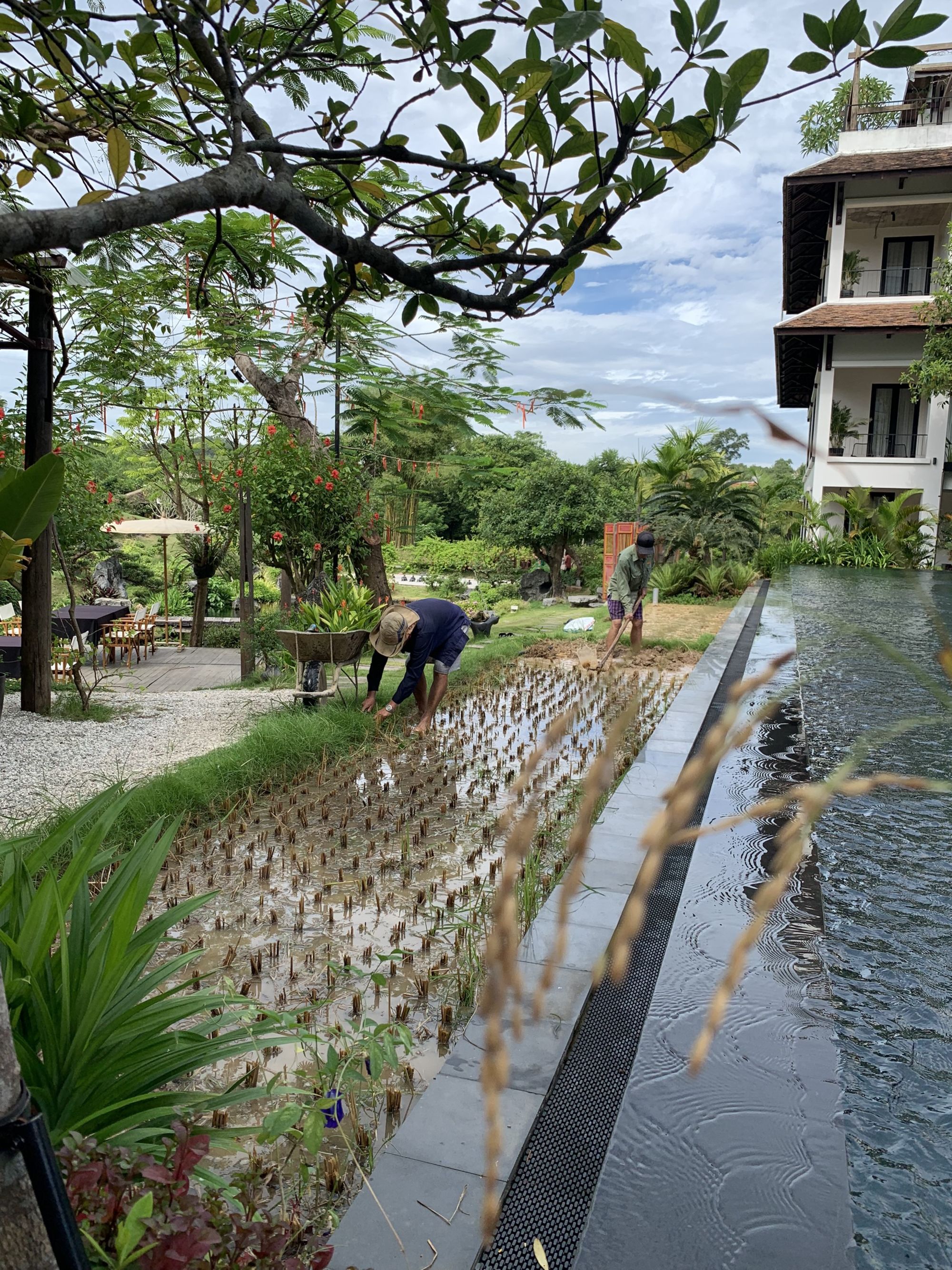 aNhill Boutique in Hue: rice field activities
