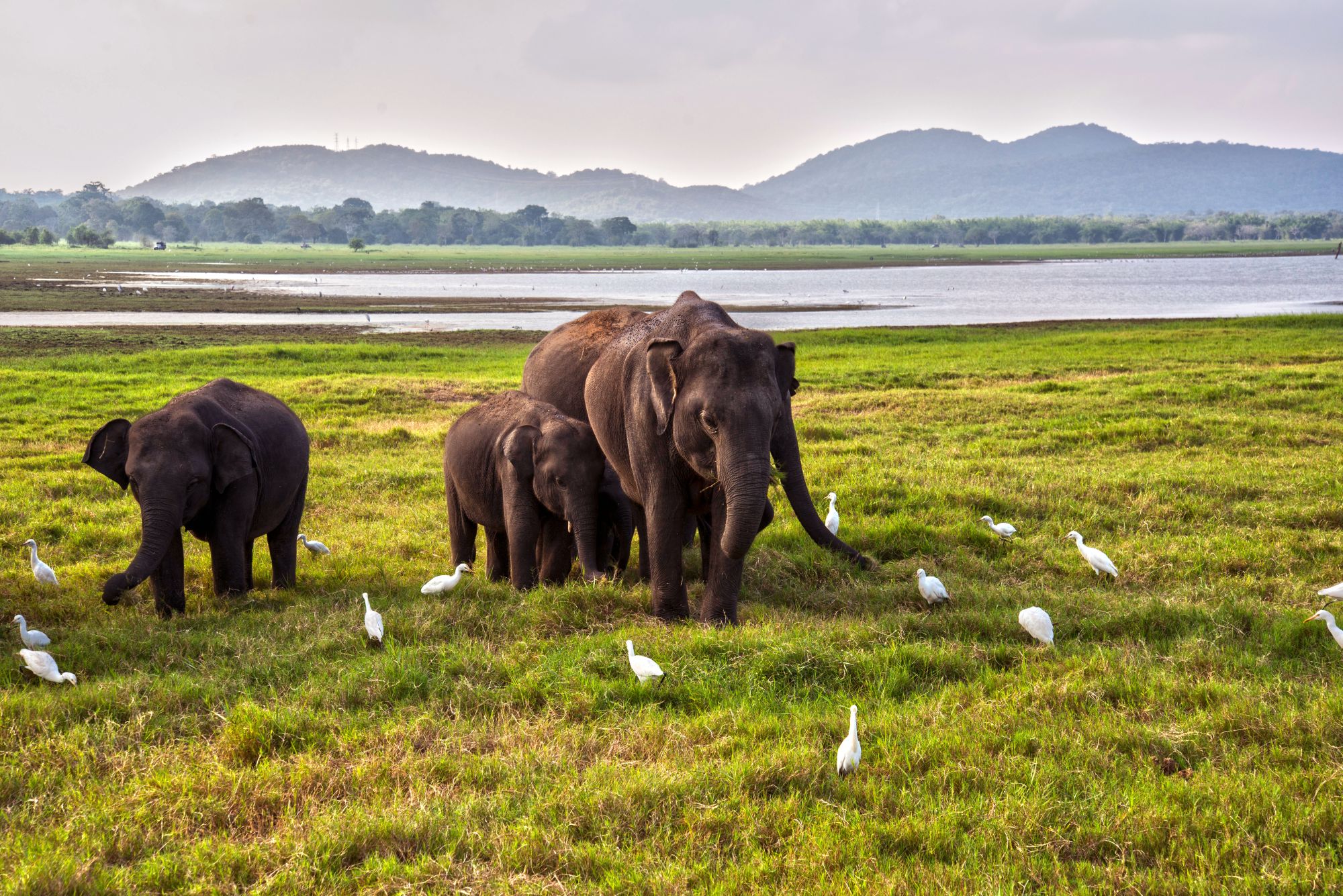 Leserreise SonntagsZeitung und Der Bund - Sri Lanka & Malediven - Kultur und tropisches Paradies in perfekter Kombination ab Colombo: Minneriya Nationalpark