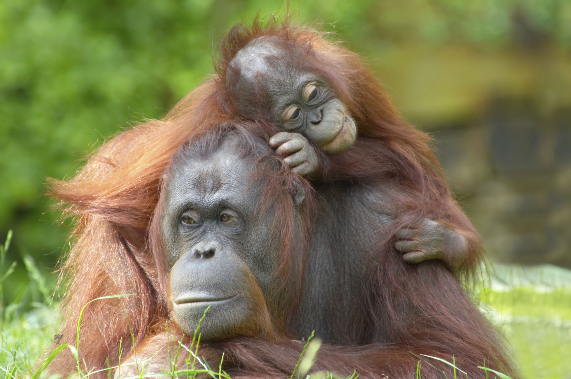 Semenggok Orang Utan Center in Kuching: Orang Utans