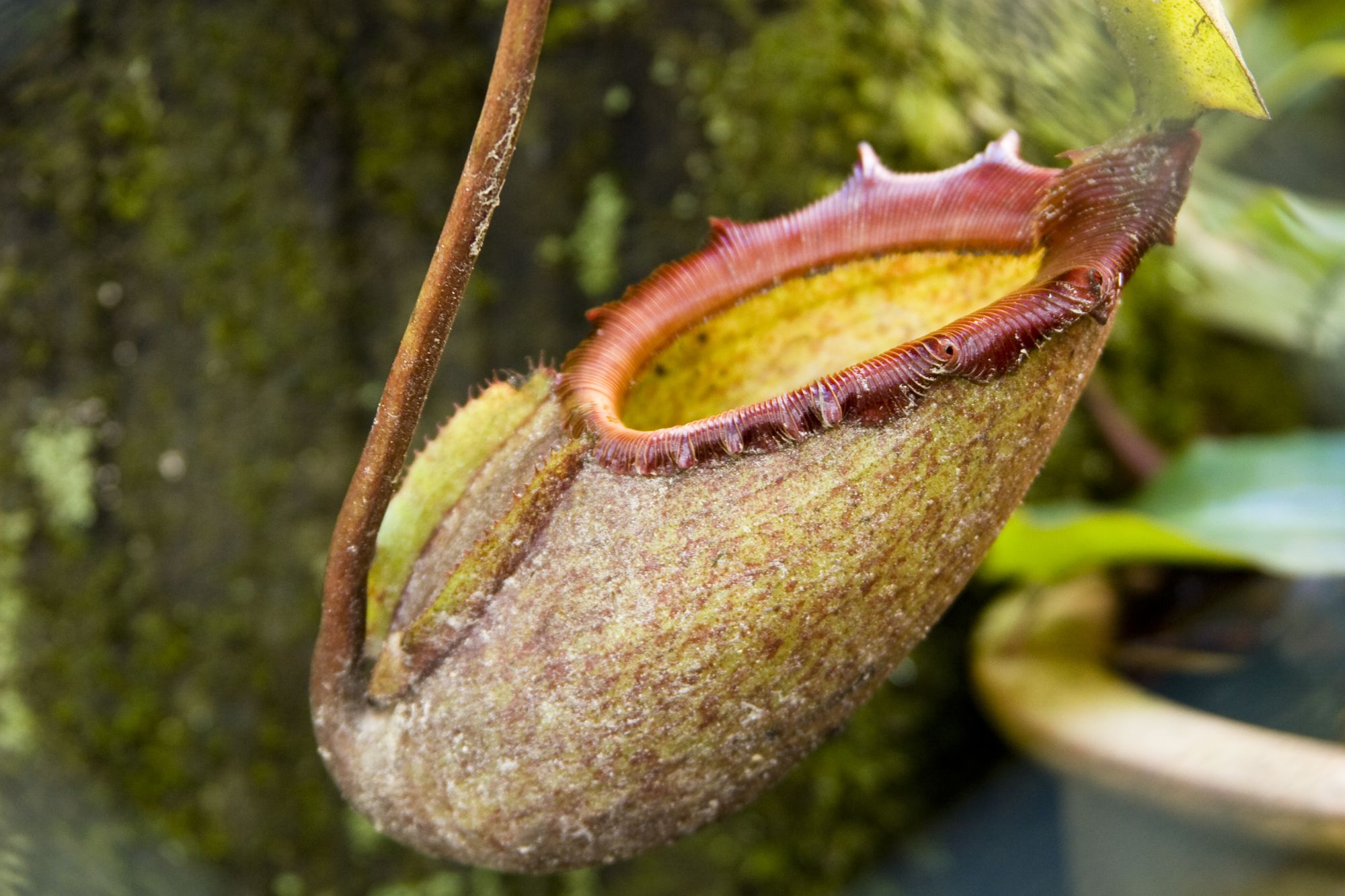 Parc du Mont Kinabalu à Kota Kinabalu: Kinabalu Park: Pitcher plant