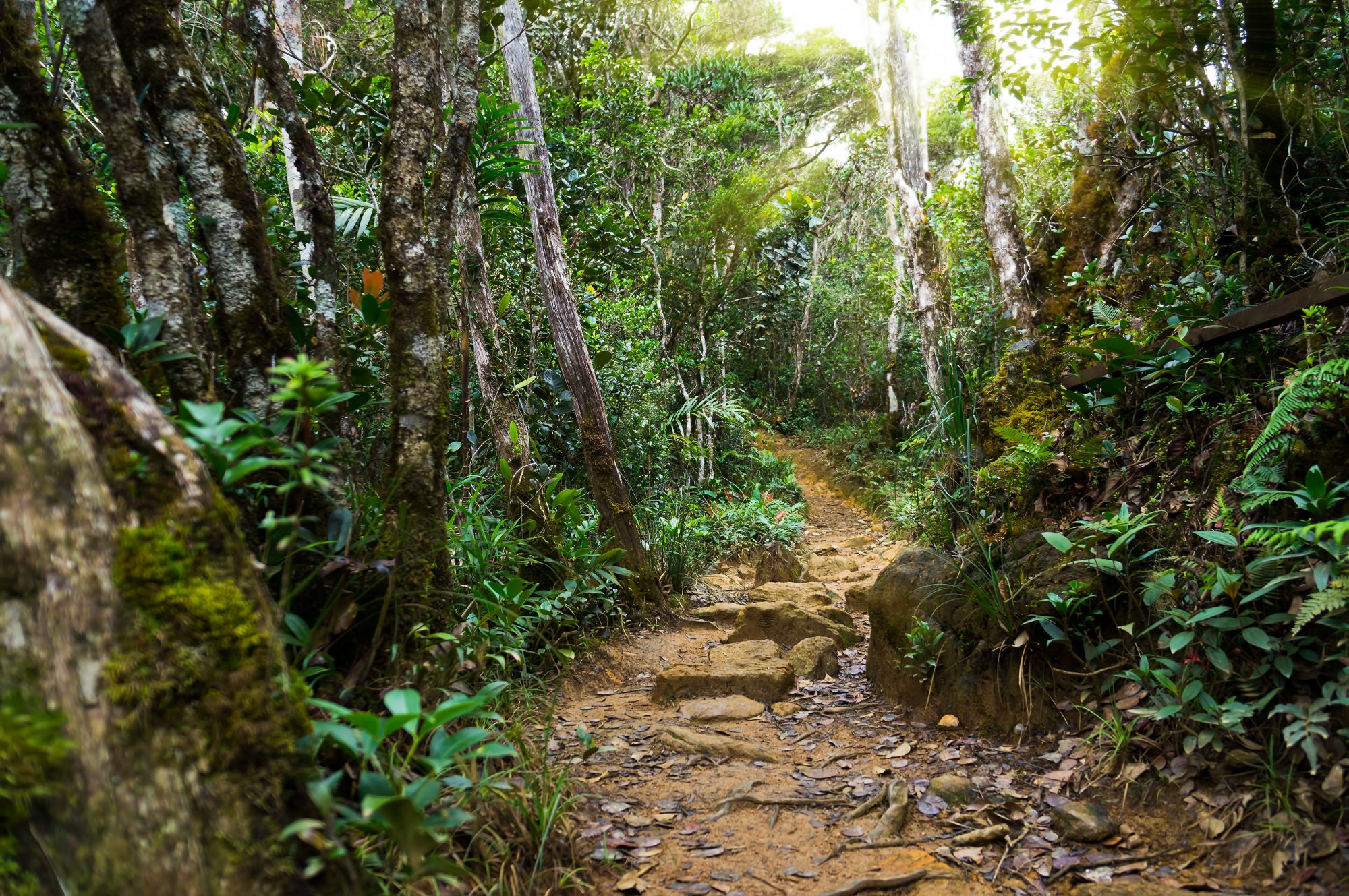 Parc du Mont Kinabalu à Kota Kinabalu: Kinabalu Park: Nature rain forest with morning sunlight