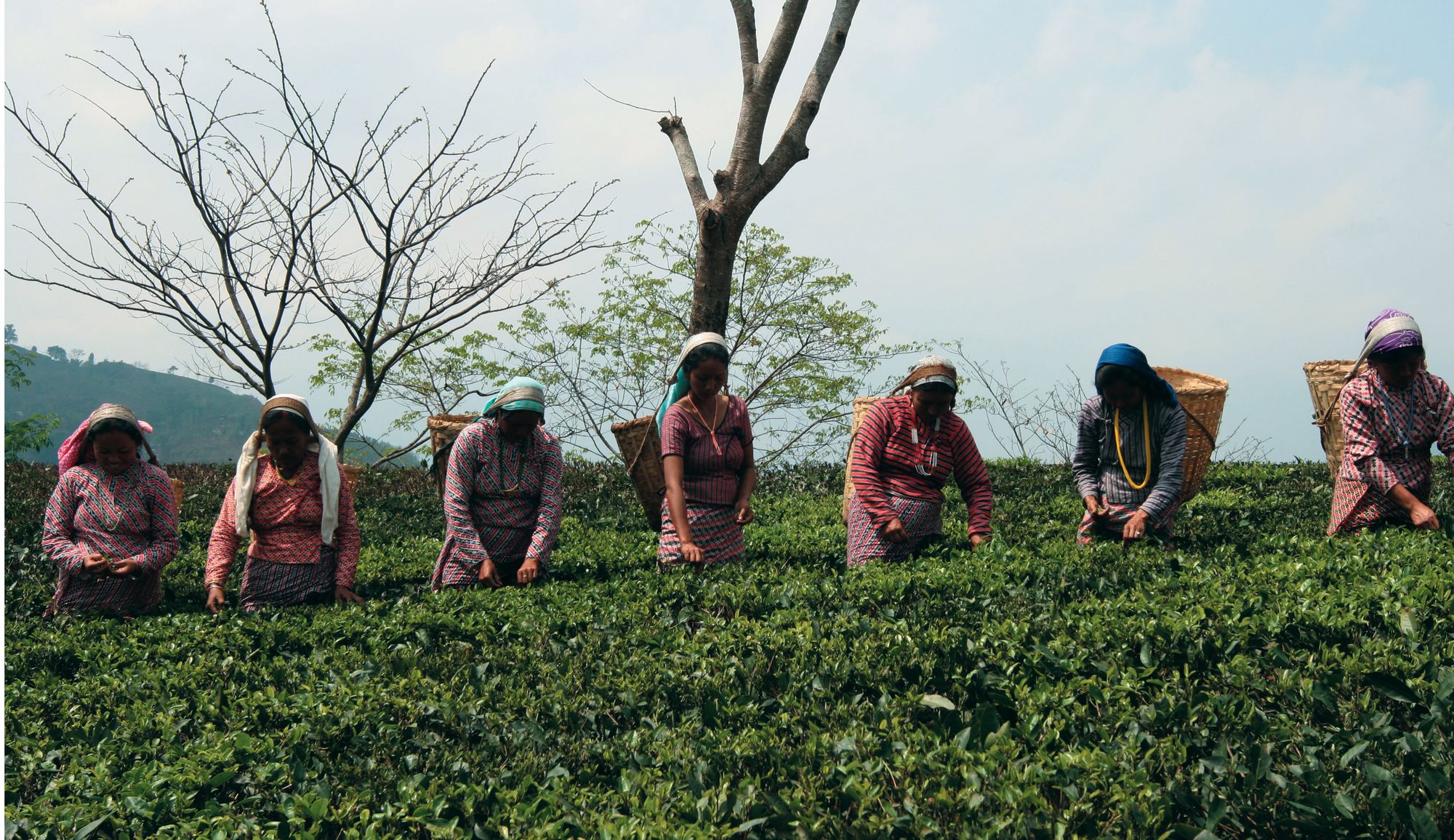 Glenburn Tea Estate à Darjeeling:  Tea Pickers at Glenburn