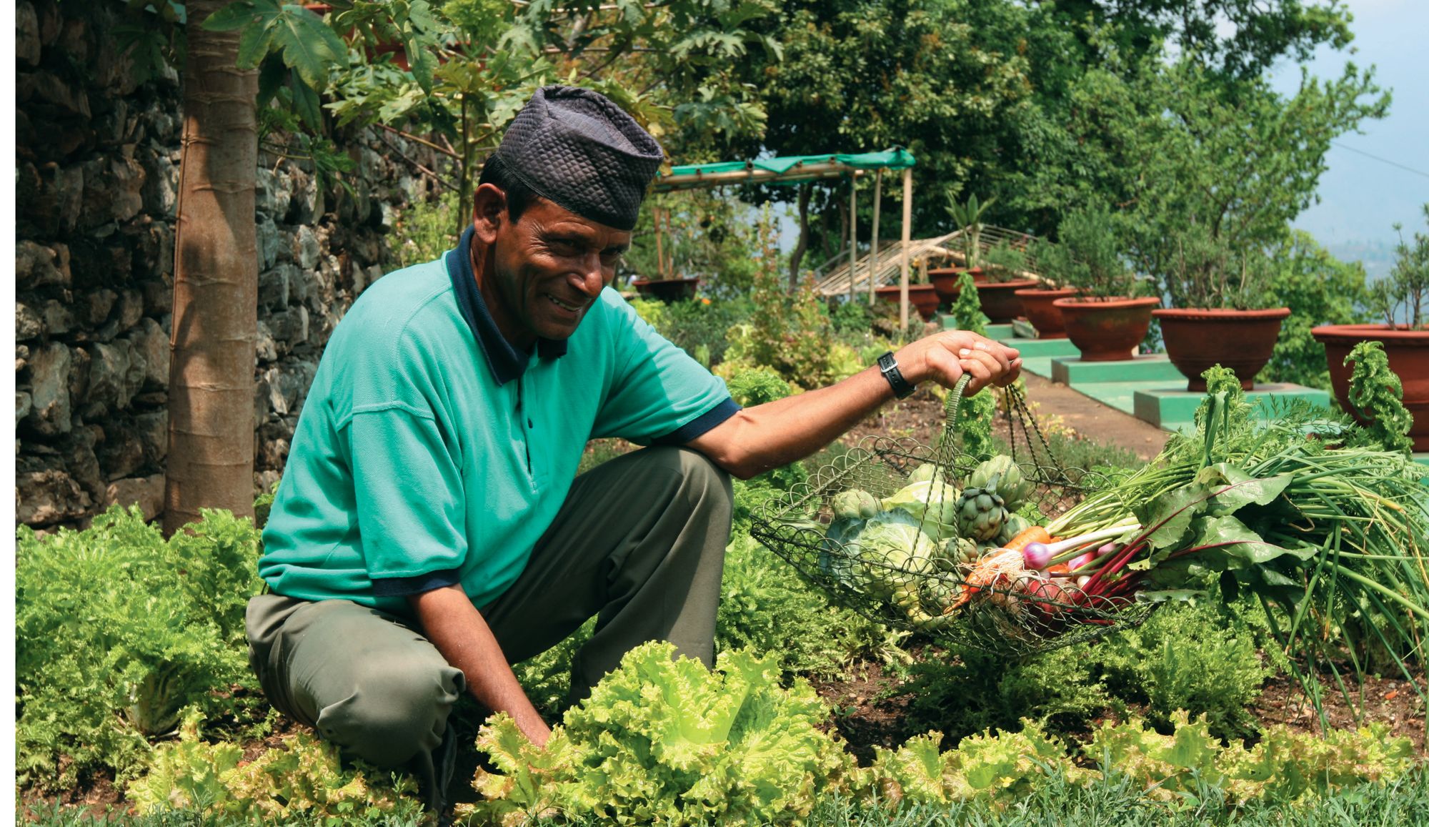 Glenburn Tea Estate à Darjeeling:  Fresh Veggies from our Kitchen Garden