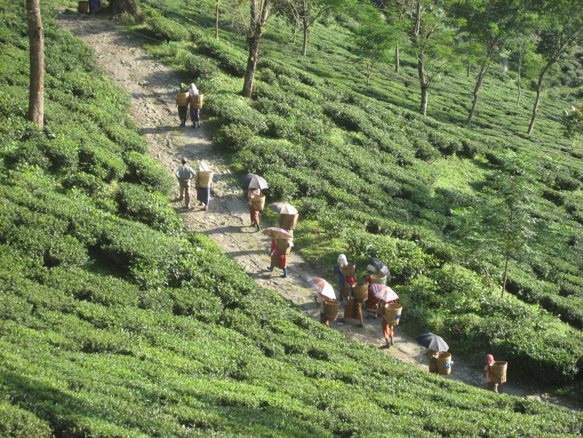 Glenburn Tea Estate à Darjeeling:  Glenburn Tea Estate Tea Pickers returning from the field