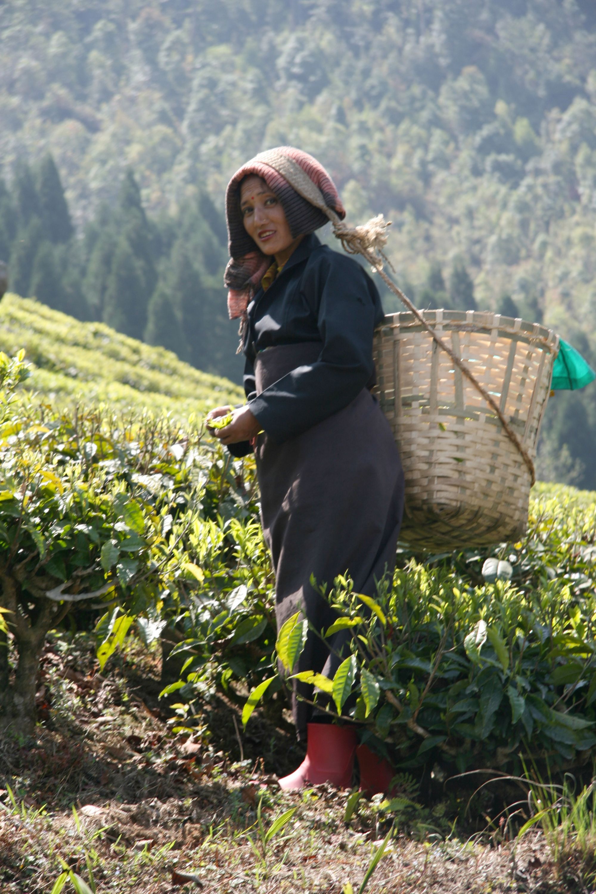Glenburn Tea Estate à Darjeeling:  Glenburn Tea Estate Tea Picker