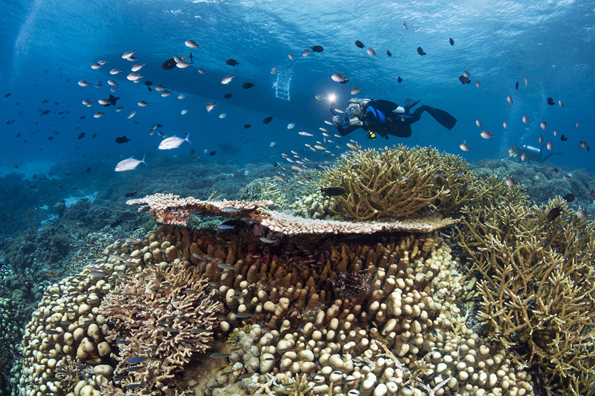 Wakatobi Dive Resort:  Wakatobi Diving