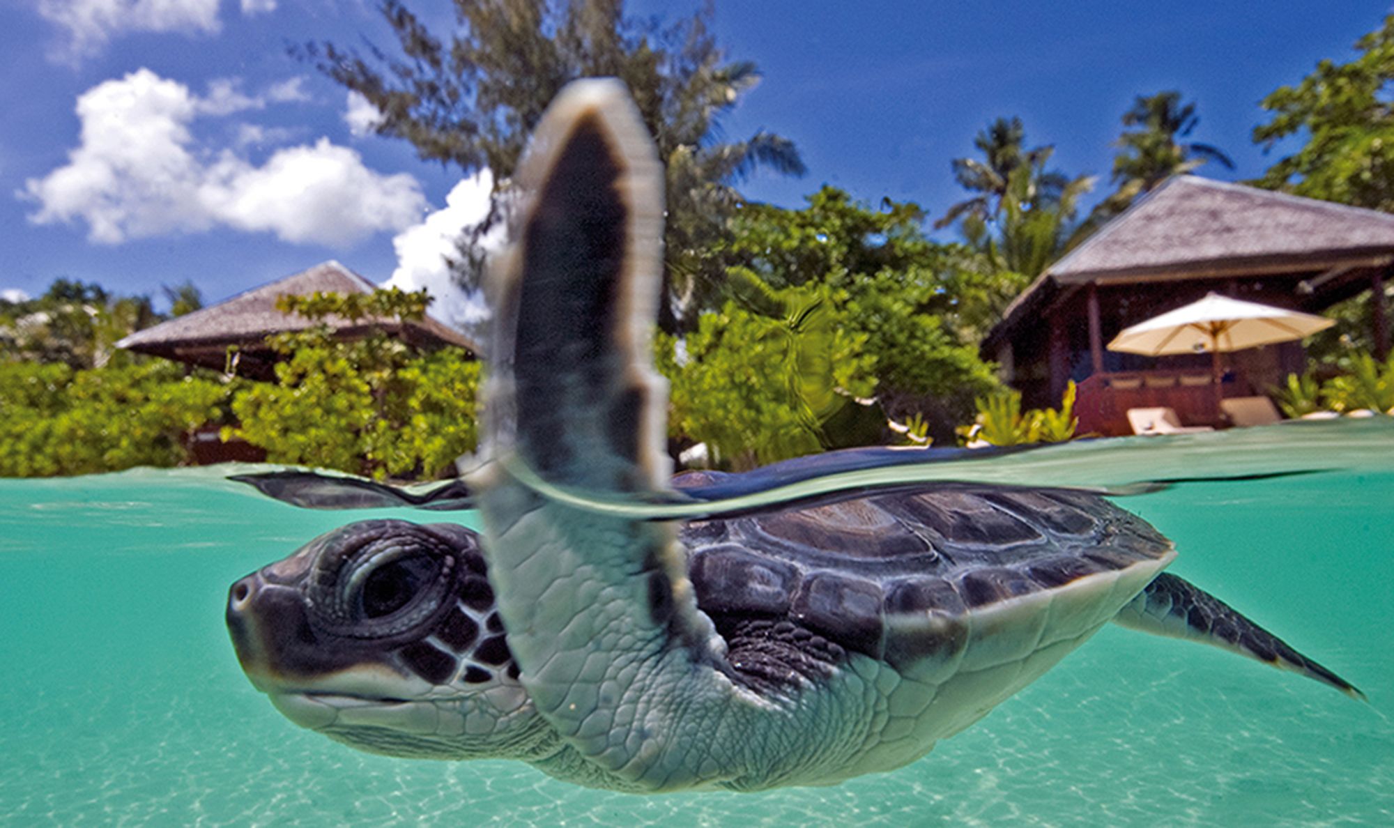 Wakatobi Dive Resort:  Turtle hatchling house reef