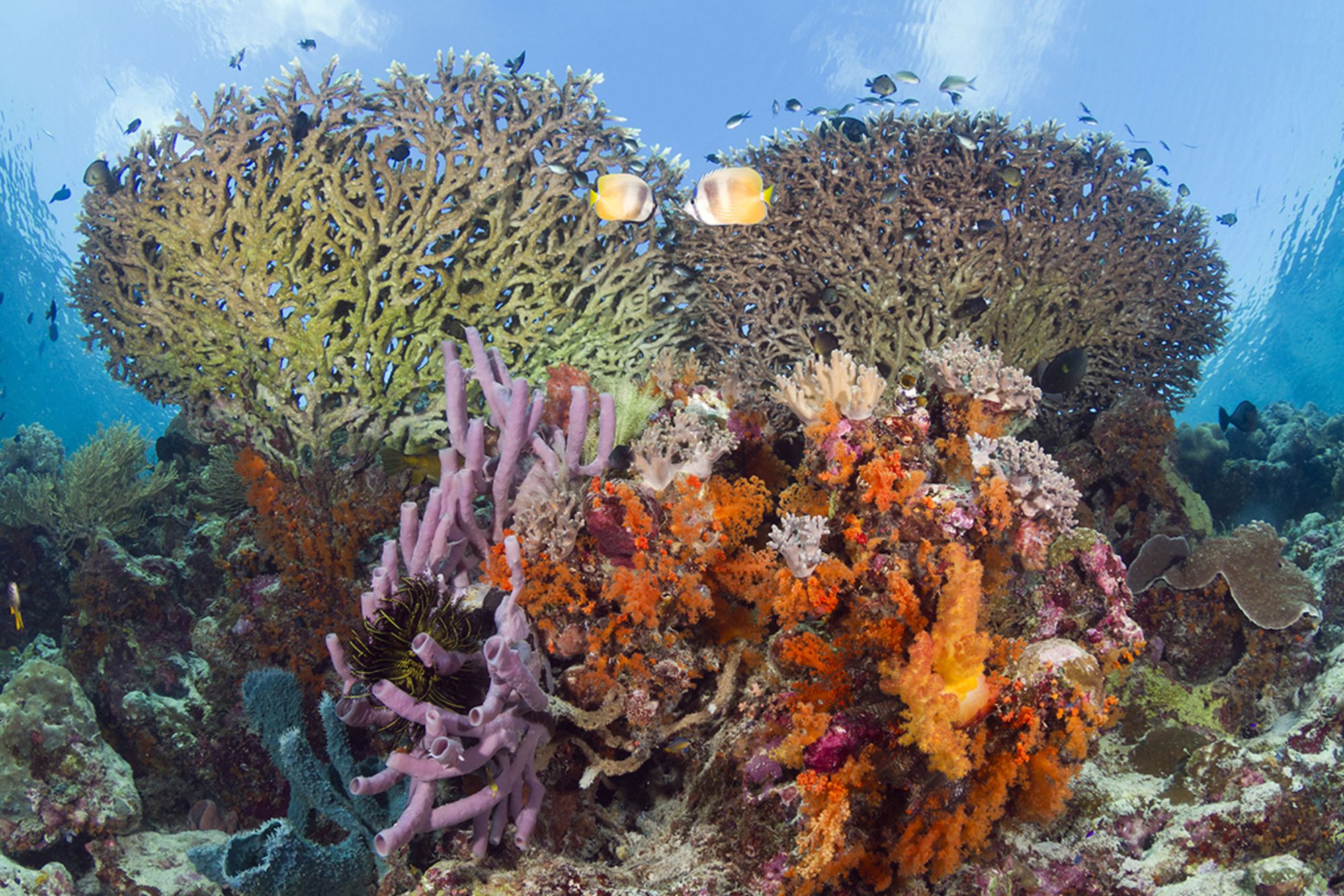 Wakatobi Dive Resort:  Wakatobi House Reef-shallows