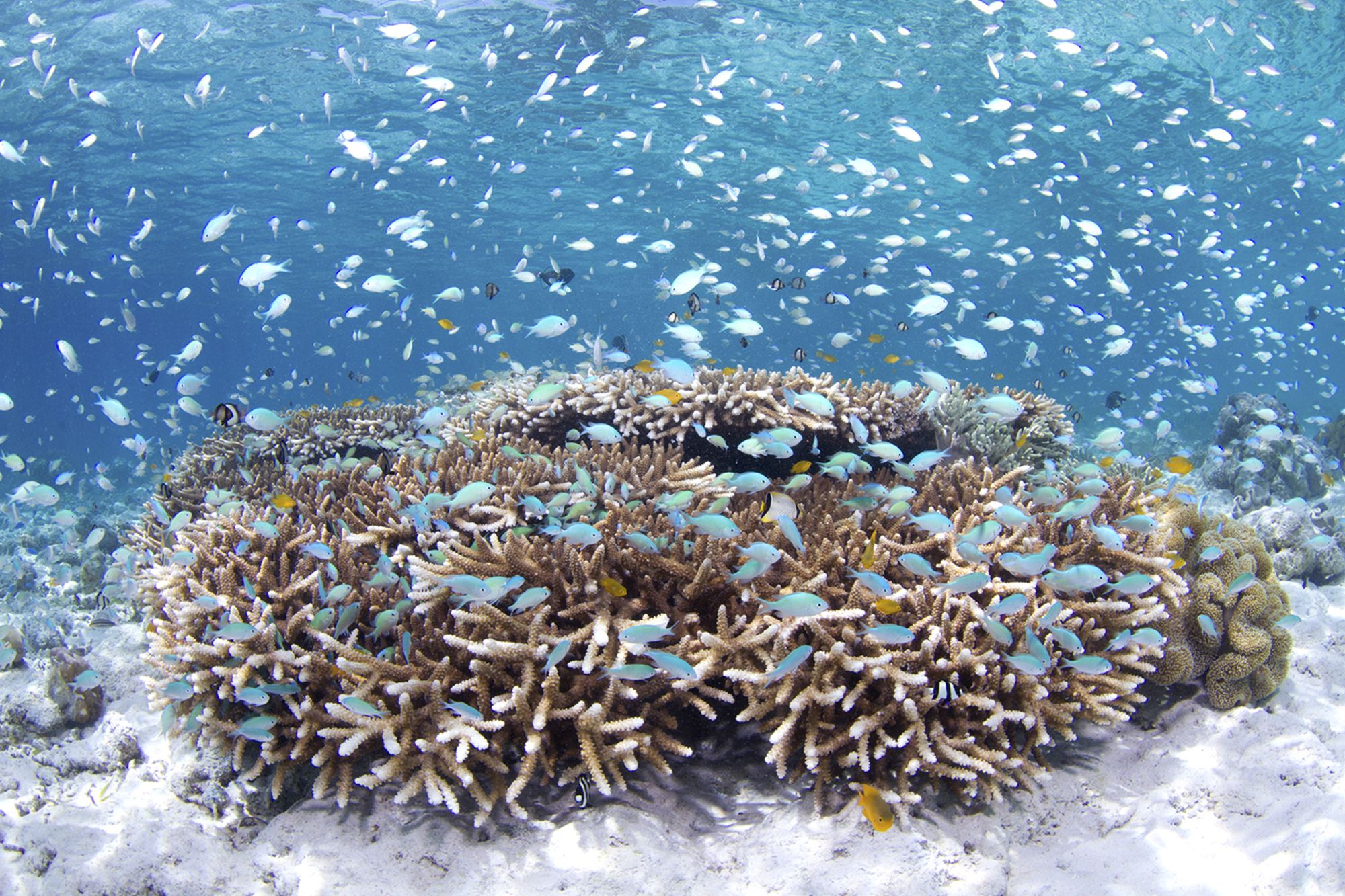 Wakatobi Dive Resort:  House-Reef-