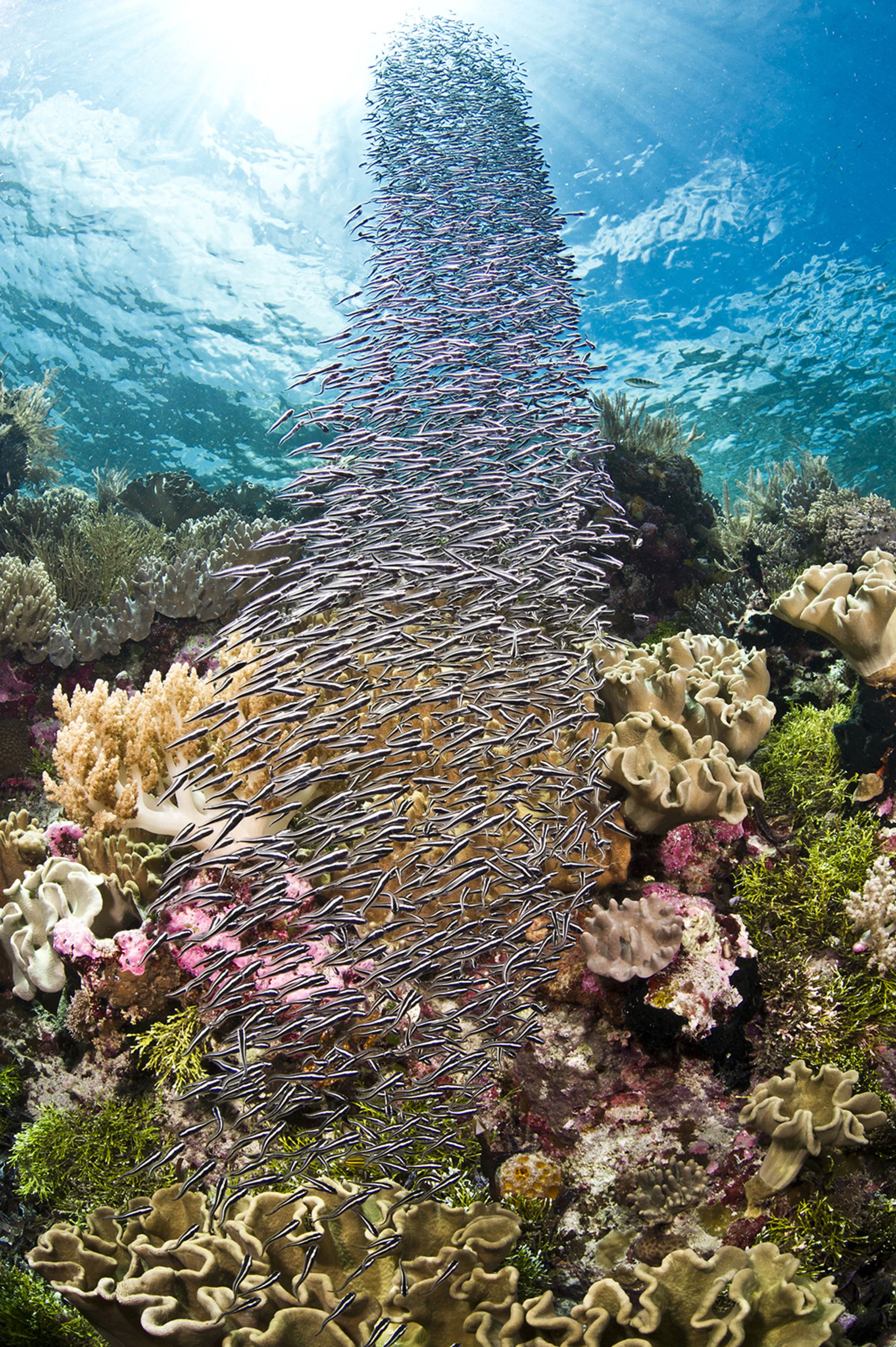 Wakatobi Dive Resort:  Wakatobi shallows