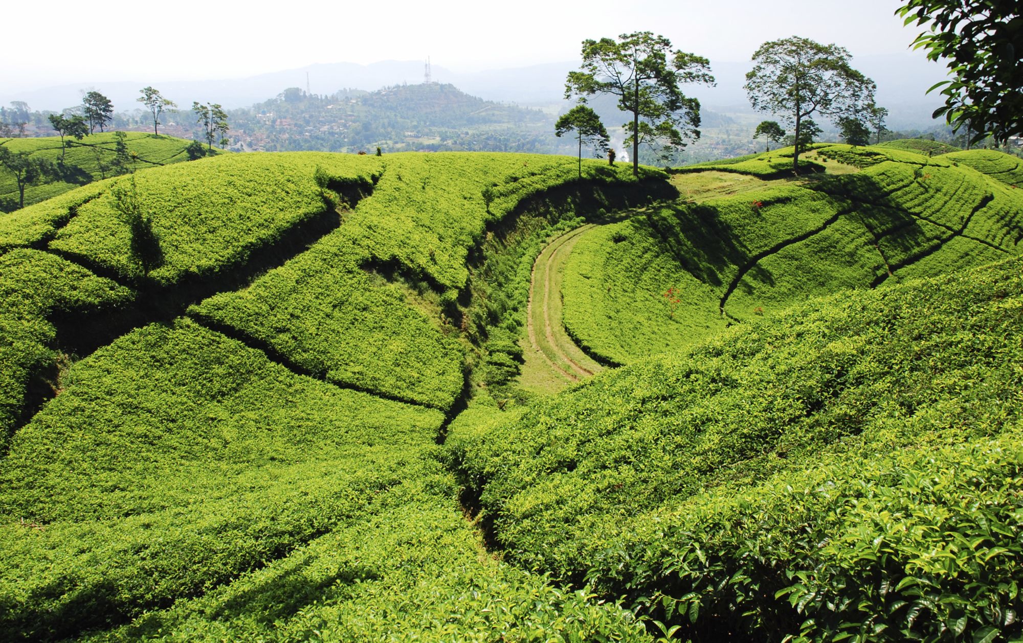 Leserreise abo+ - Indonesien exklusiv - Java, Sulawesi & Bali stilvoll erleben ab Jakarta: Java Bandung Tea Plantation