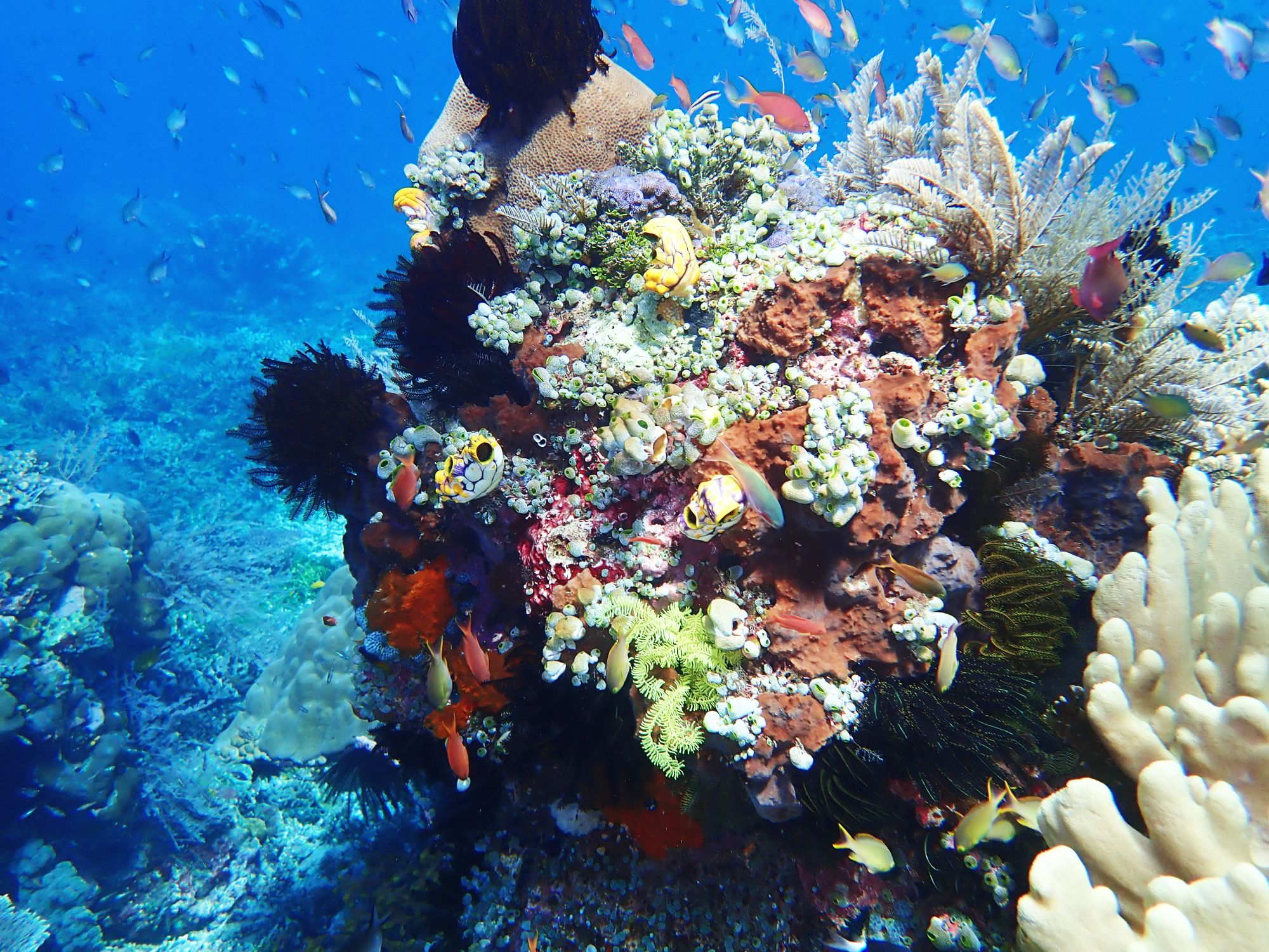 Raja Ampat & die Molukken – Eine Expedition in die letzte grosse Wildnis Indonesiens ab Sorong: Corals