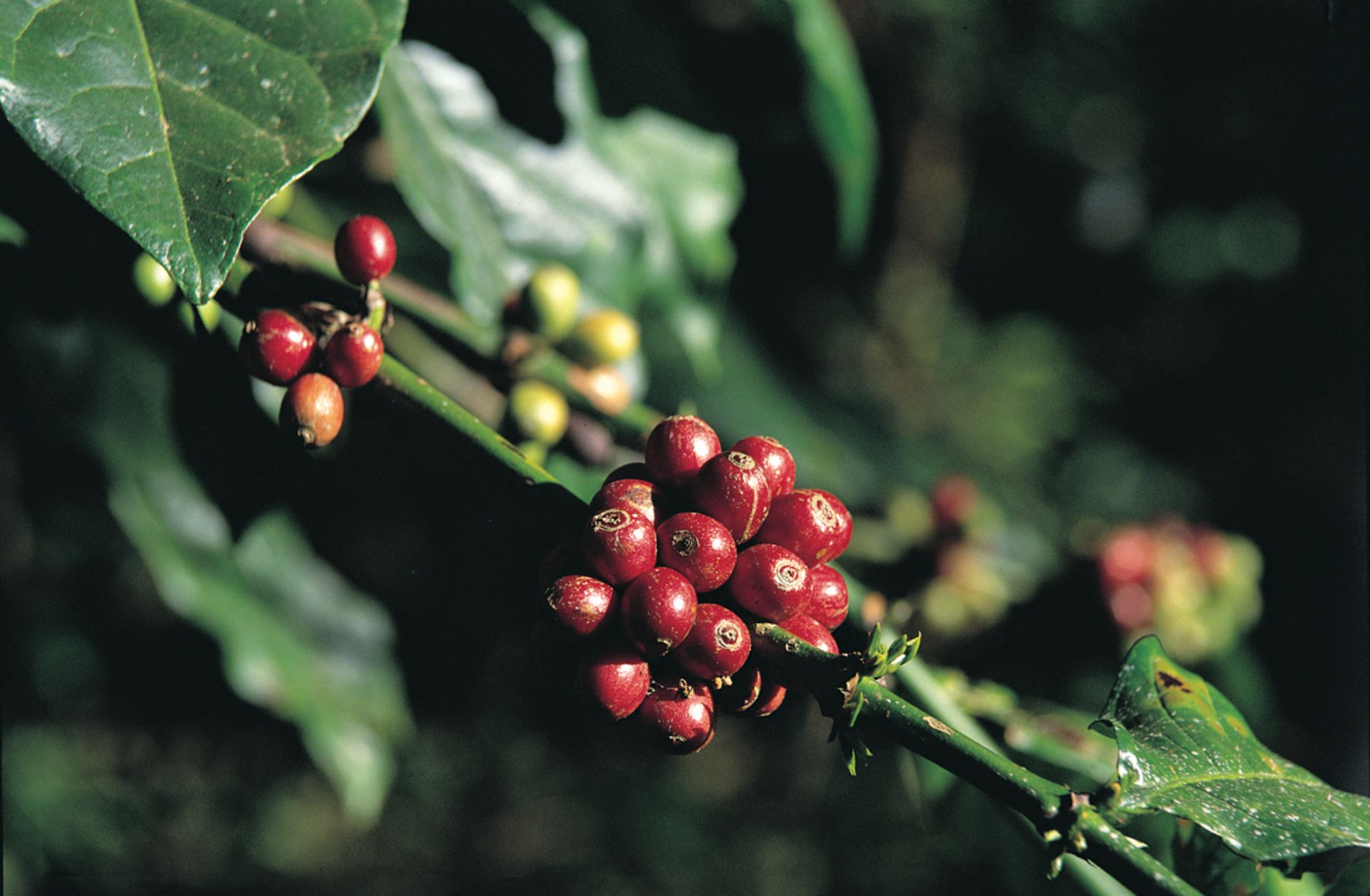 Kaffeeduft im Land der Hmong in Luang Prabang: Coffee 002